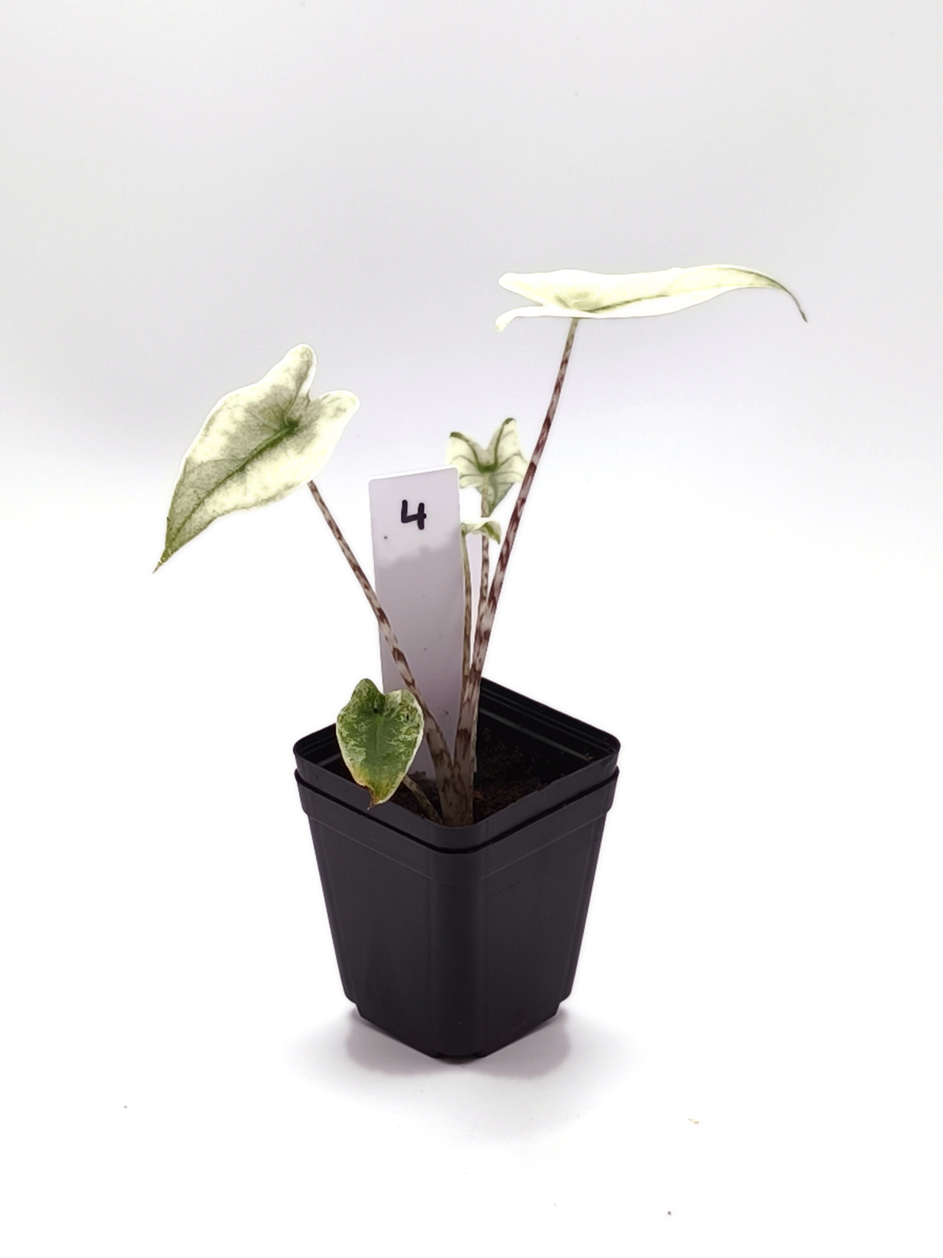 Alocasia Zebrina Mint Variegata