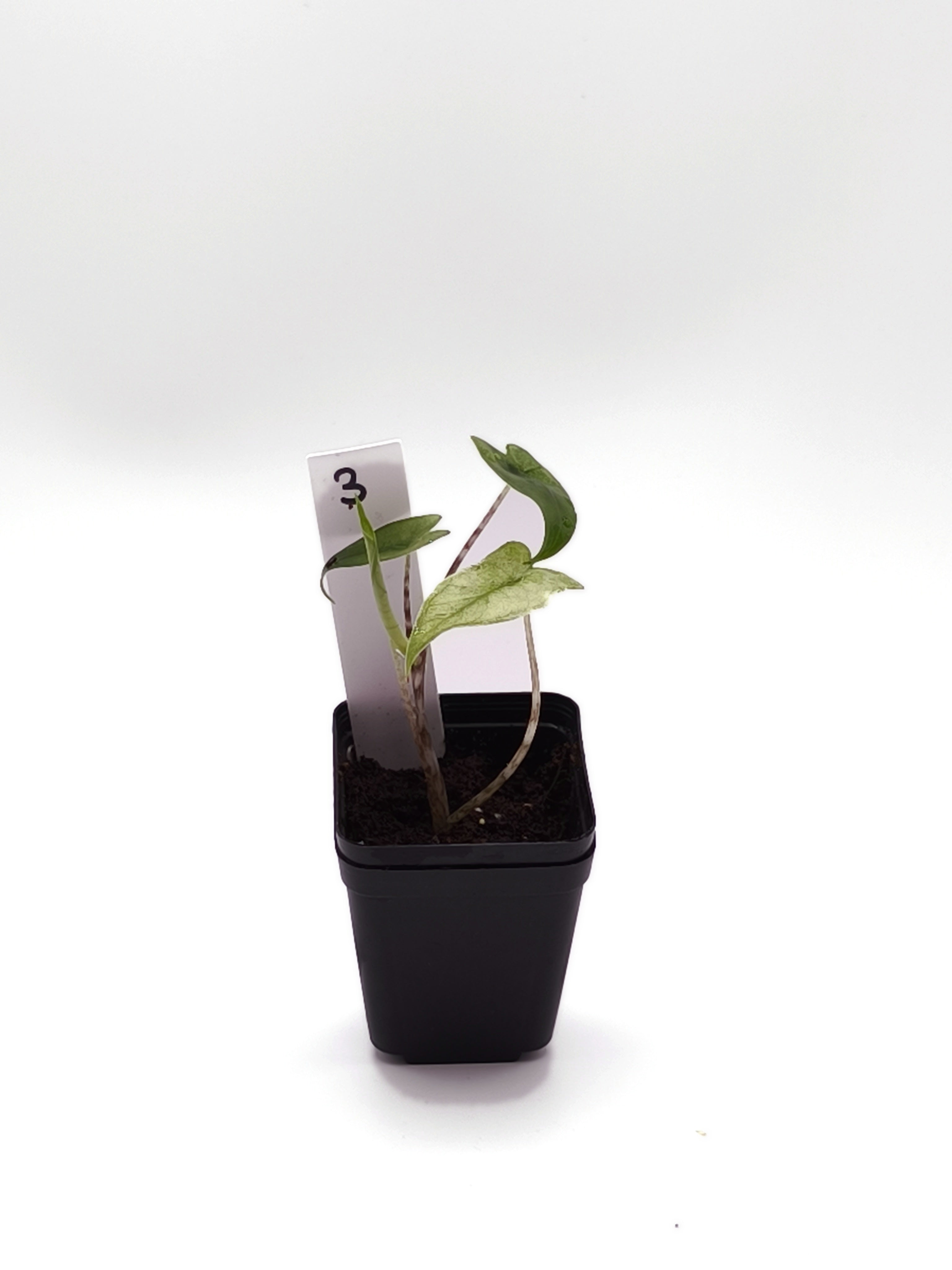 Alocasia Zebrina Mint Variegata