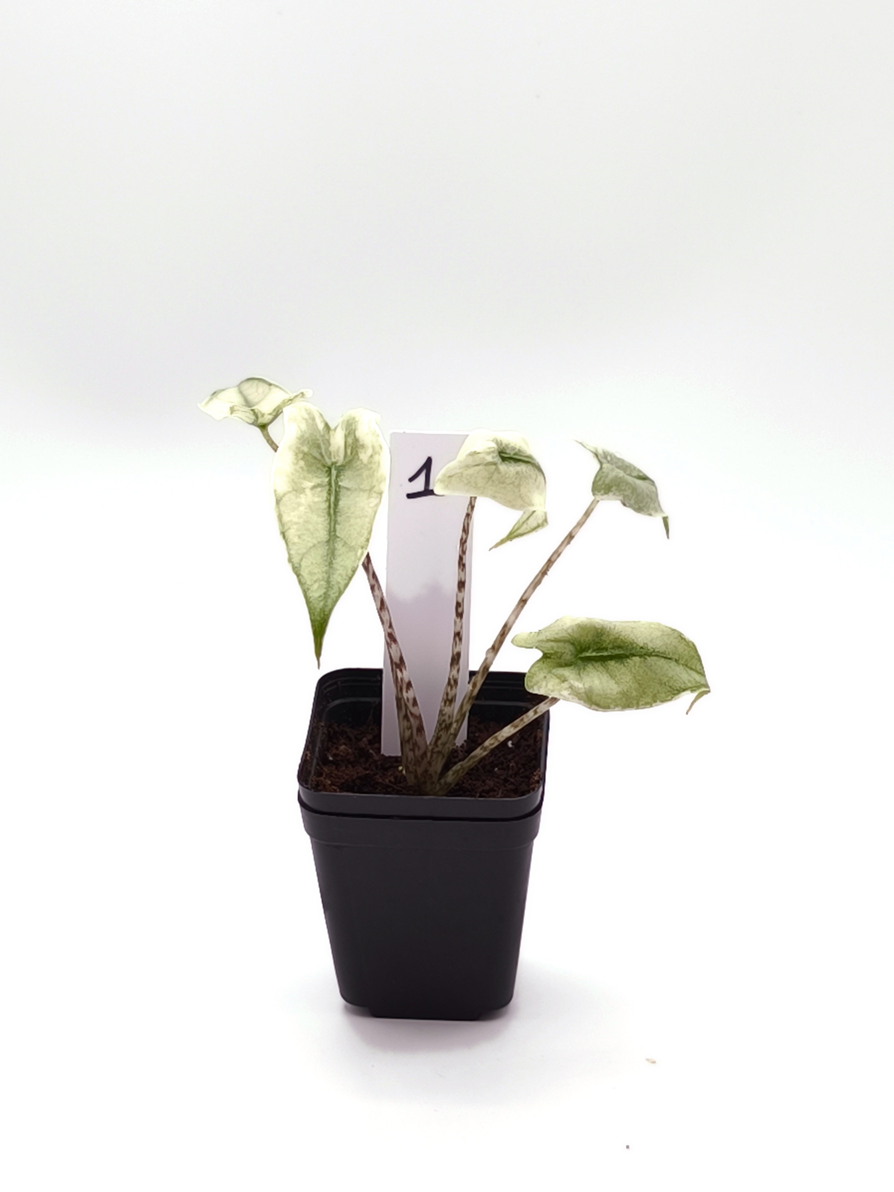 Alocasia Zebrina Mint Variegata