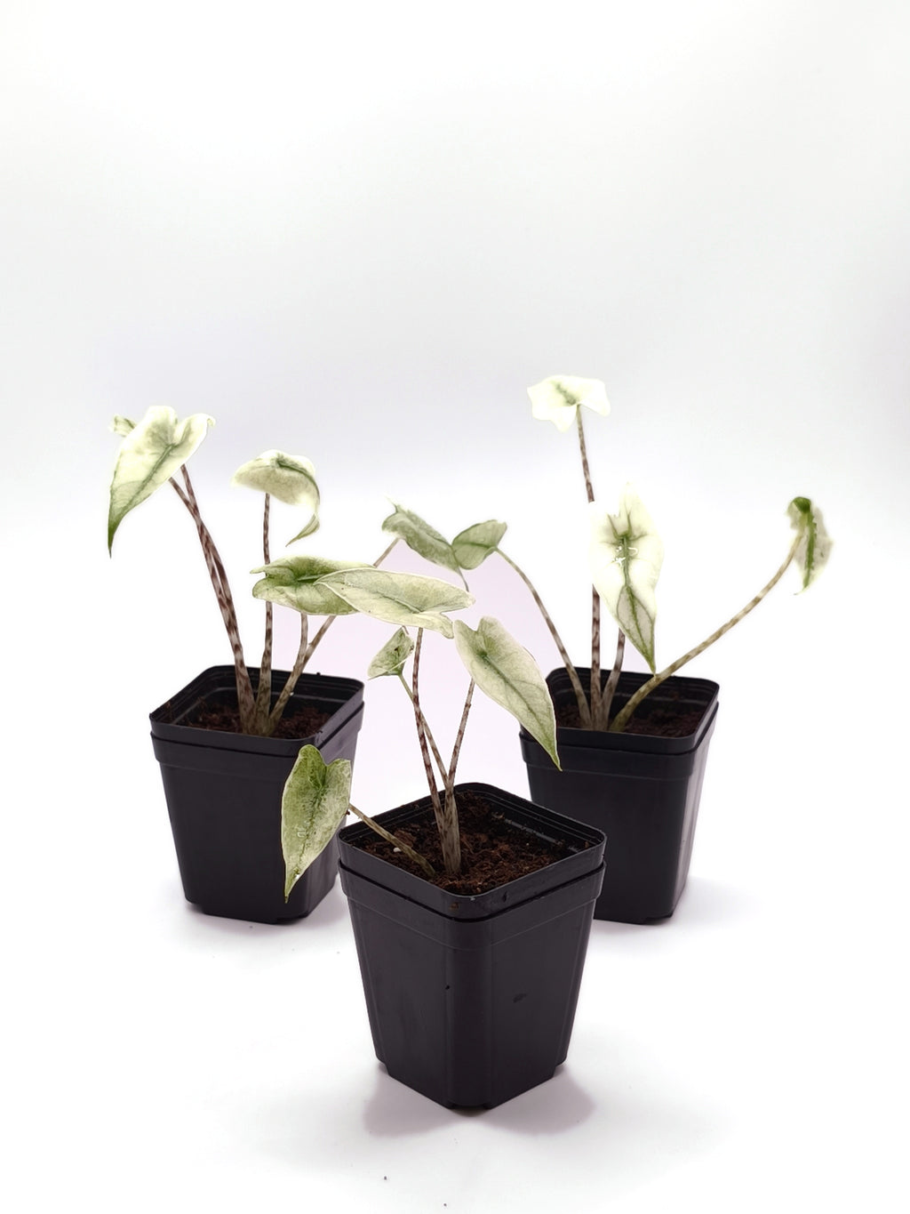 Alocasia Zebrina Mint Variegata