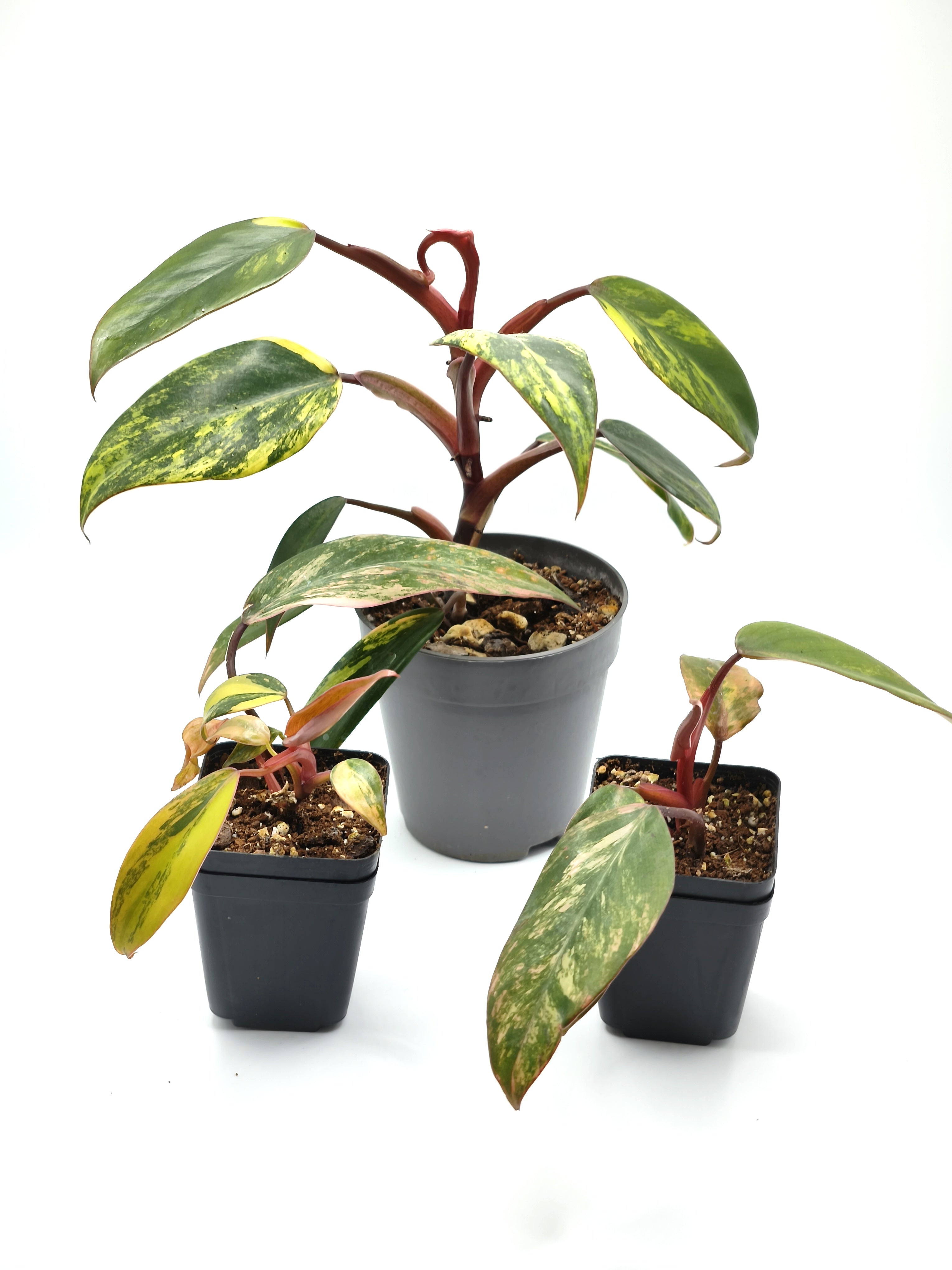 Philodendron Strawberry Shake