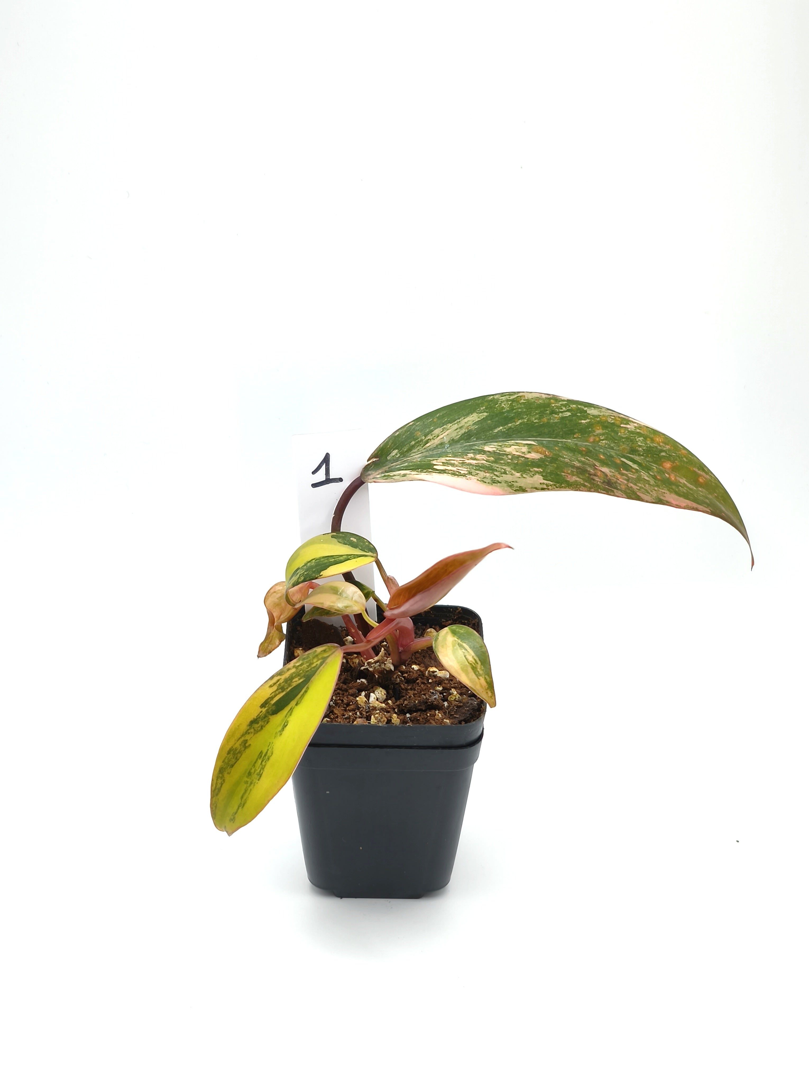 Philodendron Strawberry Shake