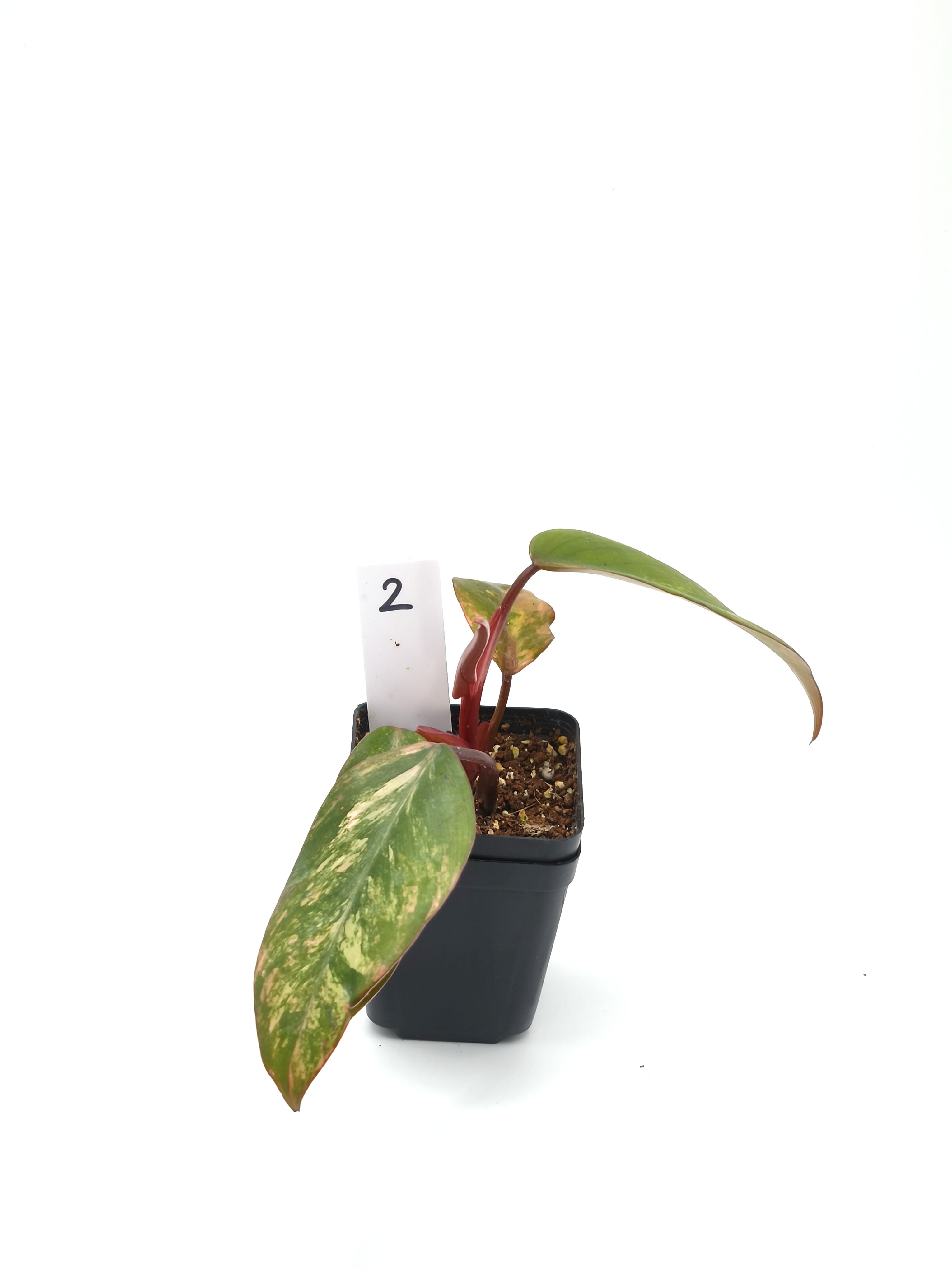 Philodendron Strawberry Shake