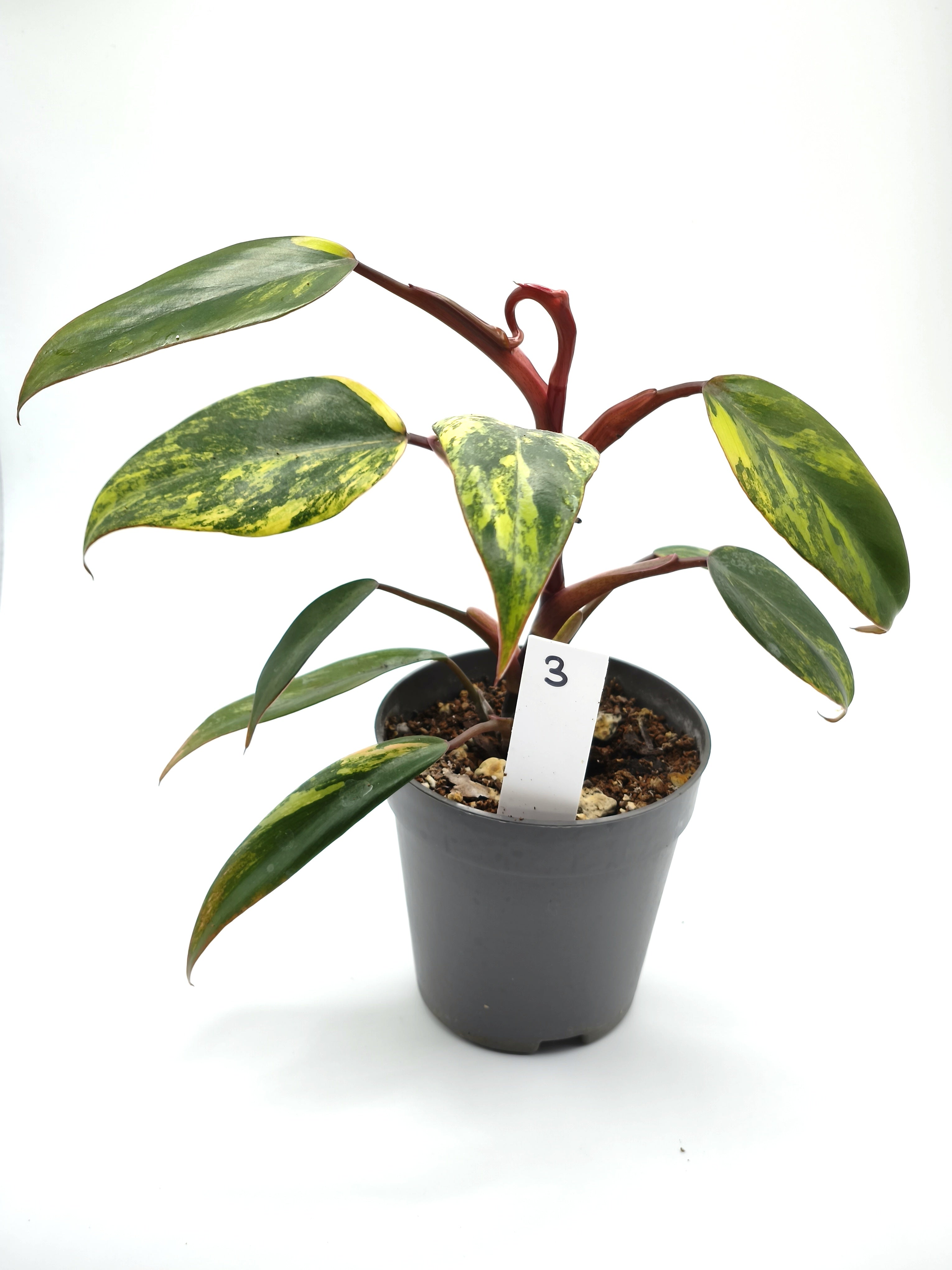 Philodendron Strawberry Shake
