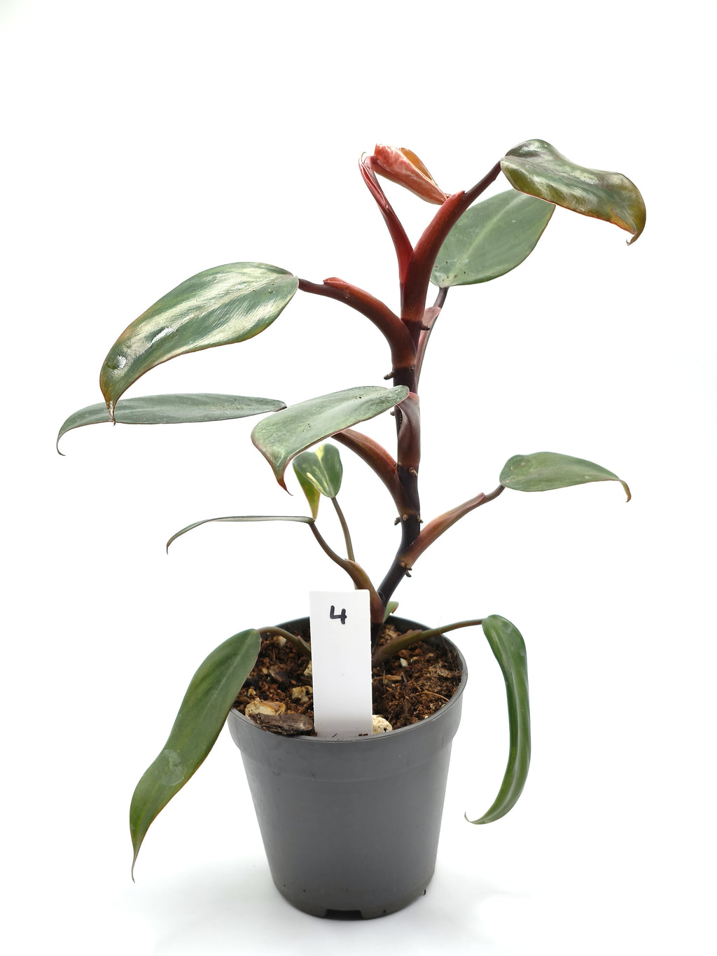Philodendron Strawberry Shake – Blätter mit rosa-cremefarbener Panaschierung – Ansicht 5