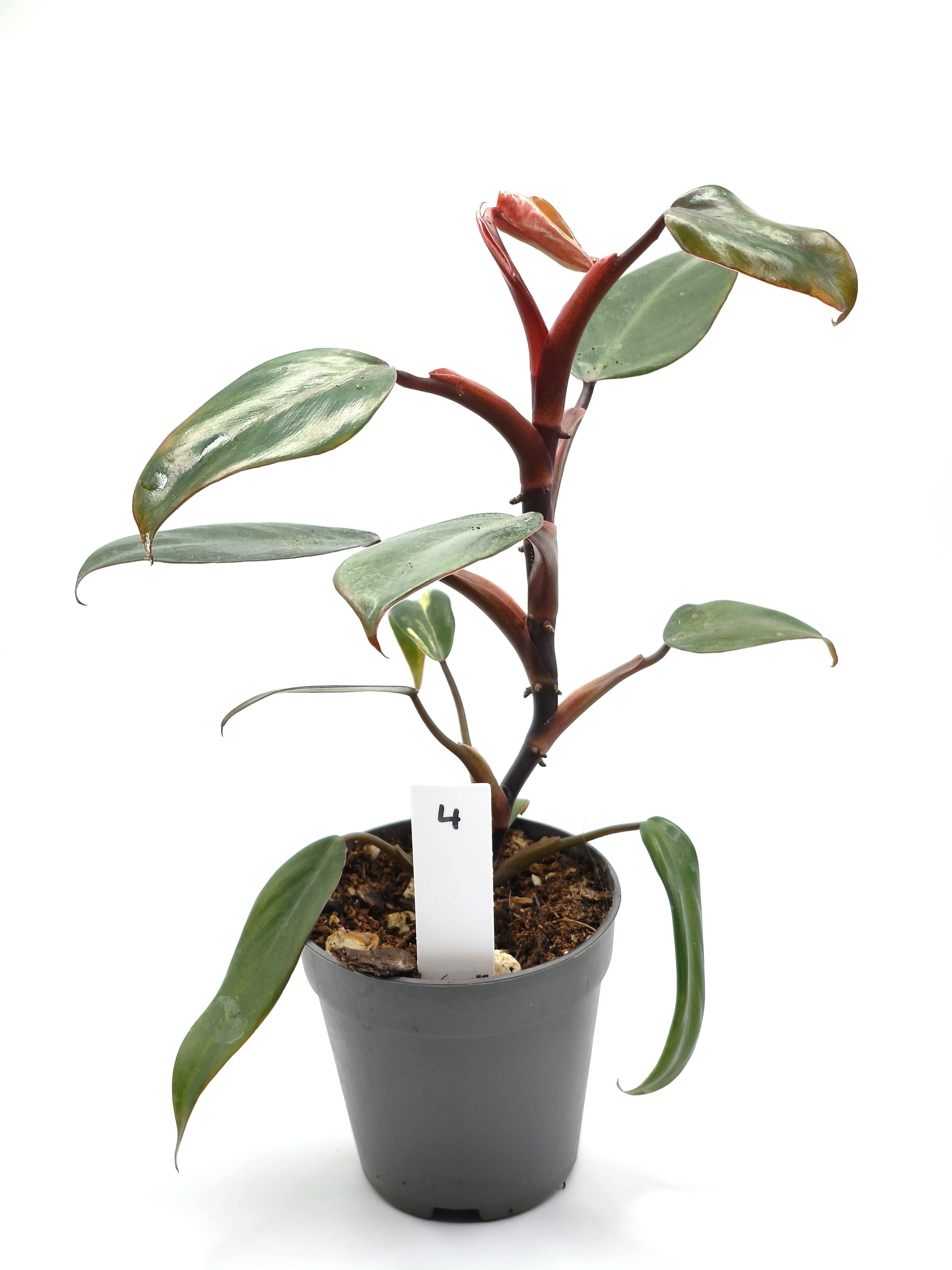 Philodendron Strawberry Shake