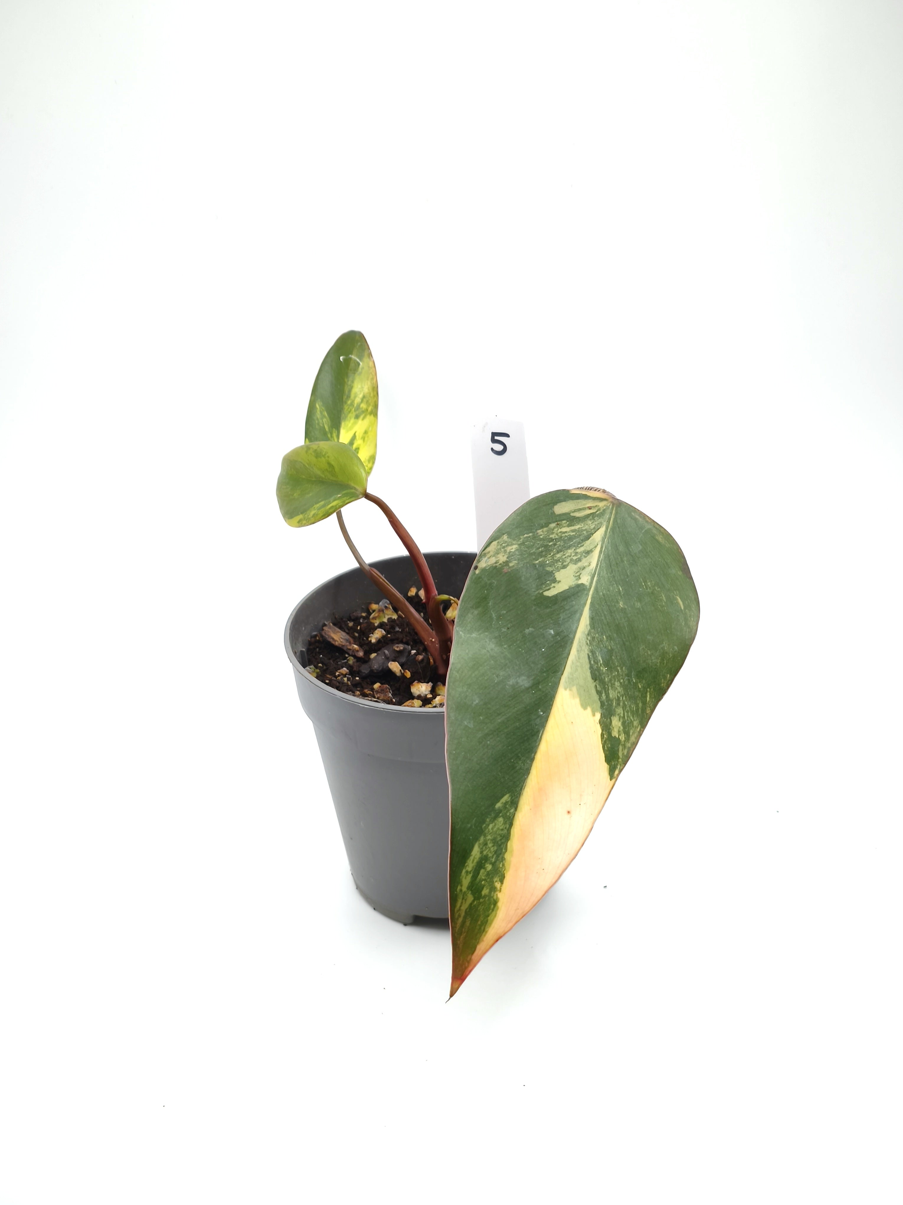 Philodendron Strawberry Shake