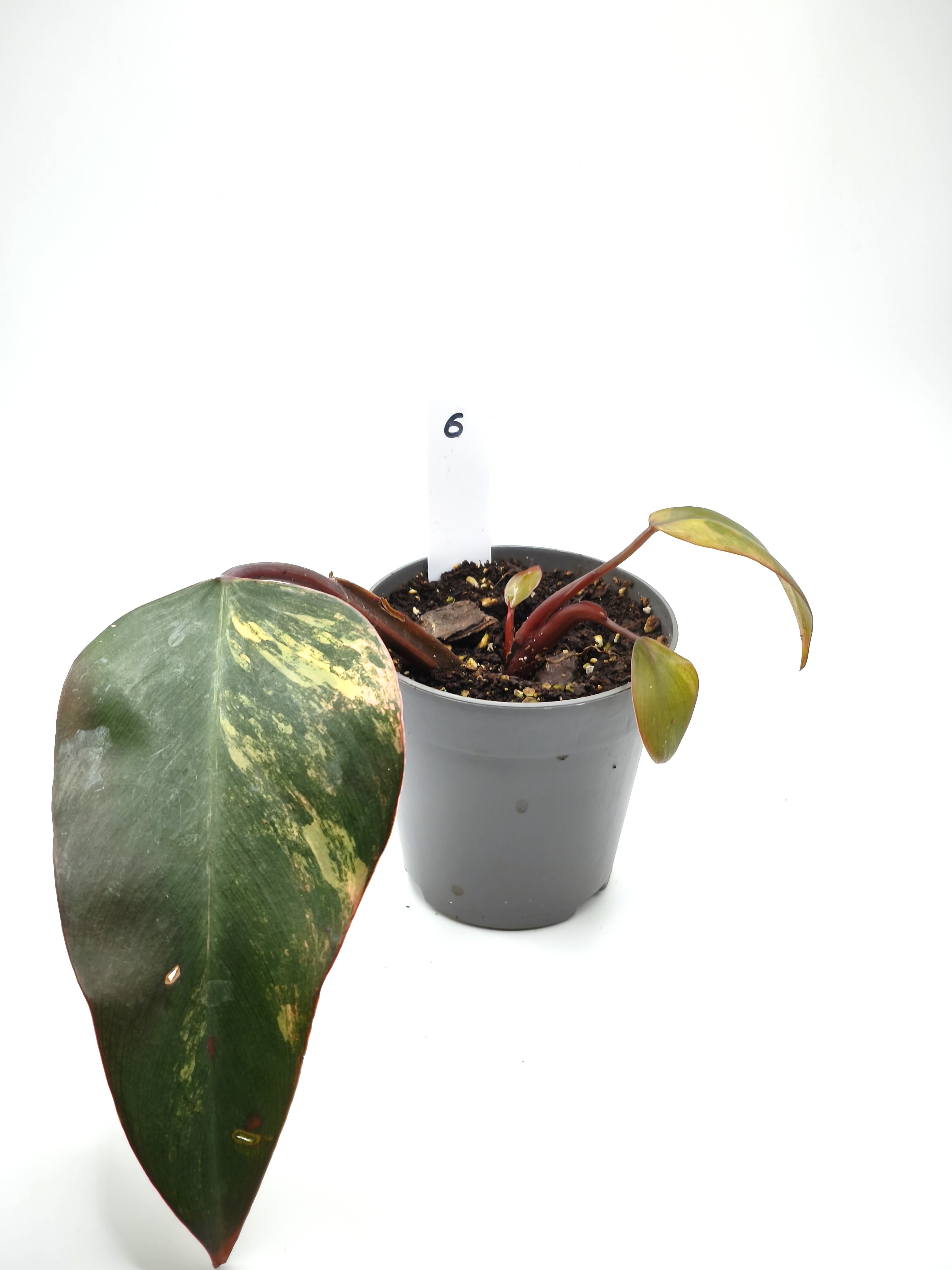 Philodendron Strawberry Shake