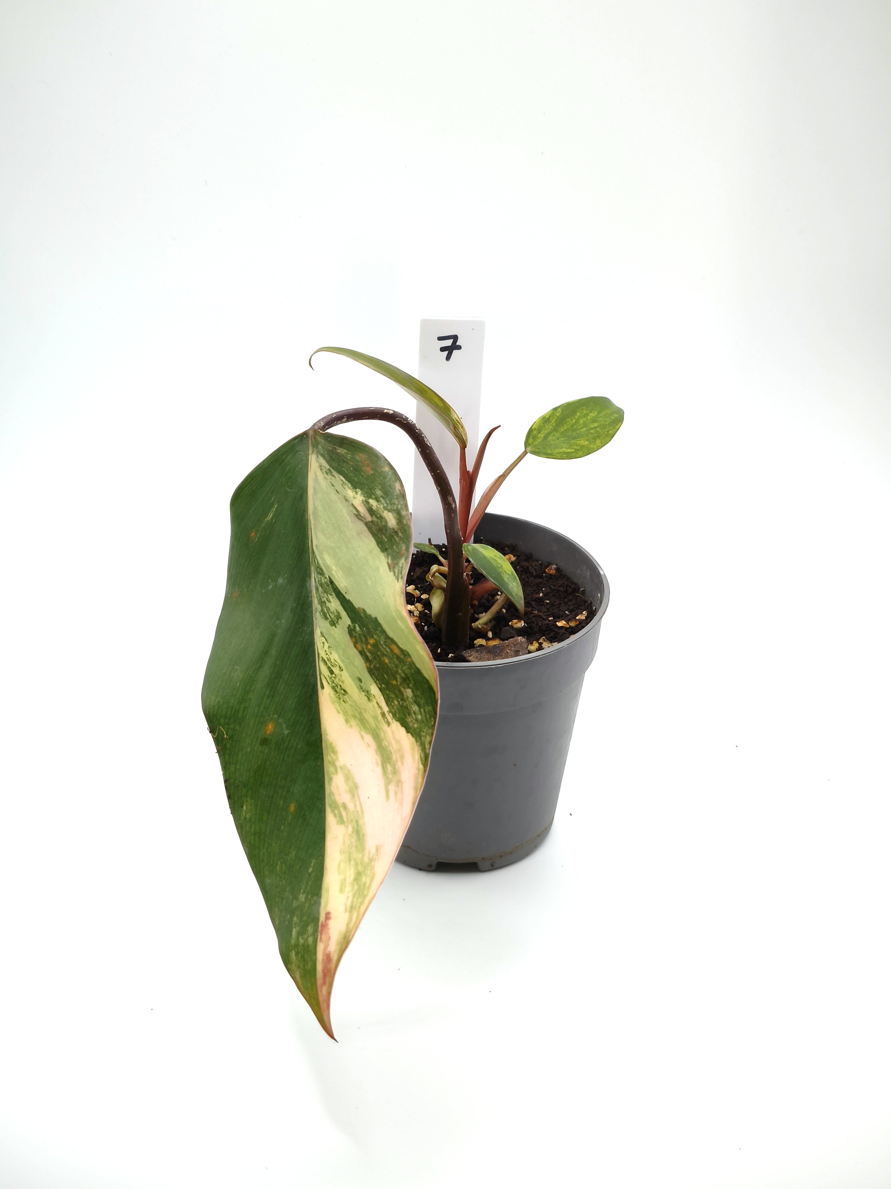 Philodendron Strawberry Shake