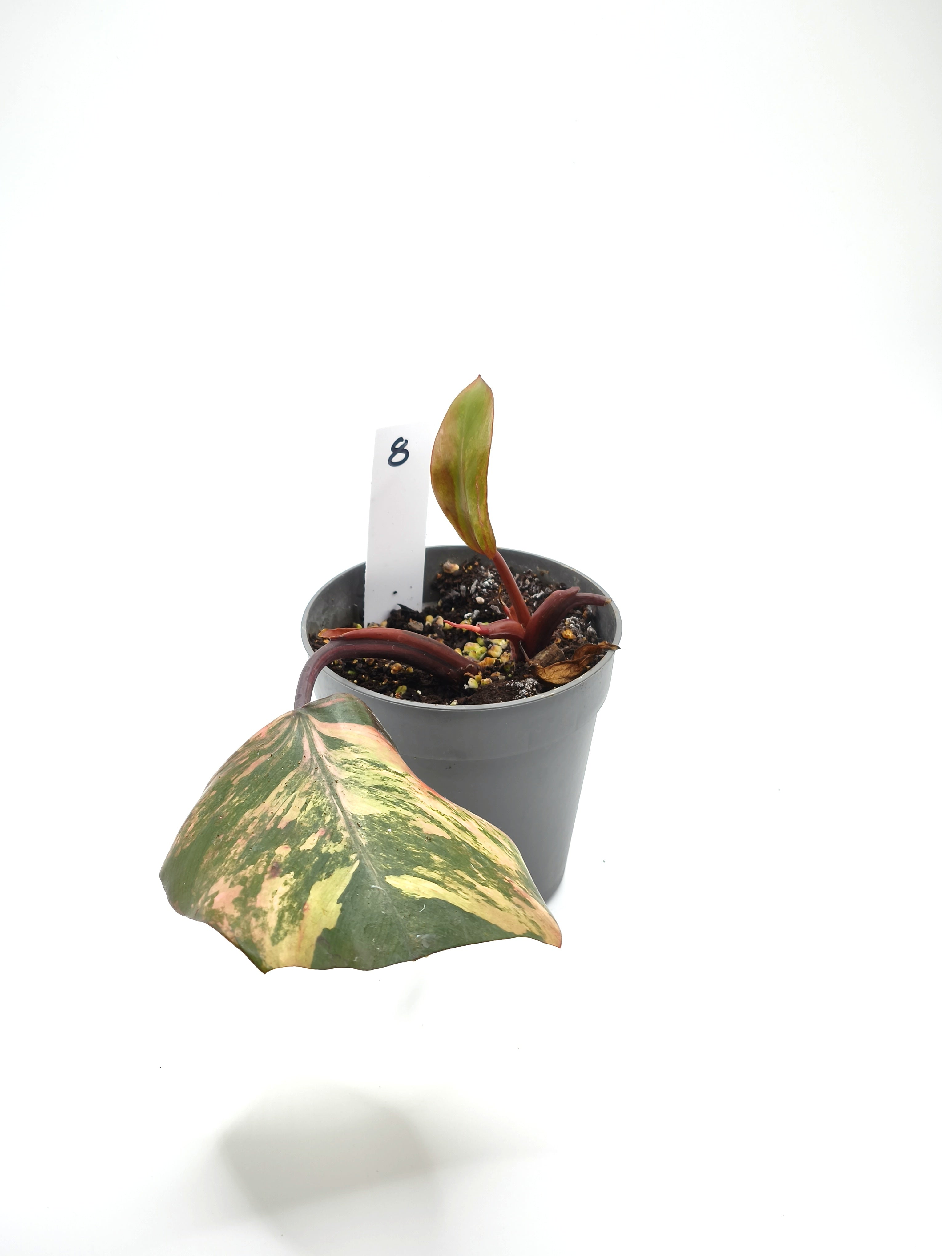 Philodendron Strawberry Shake