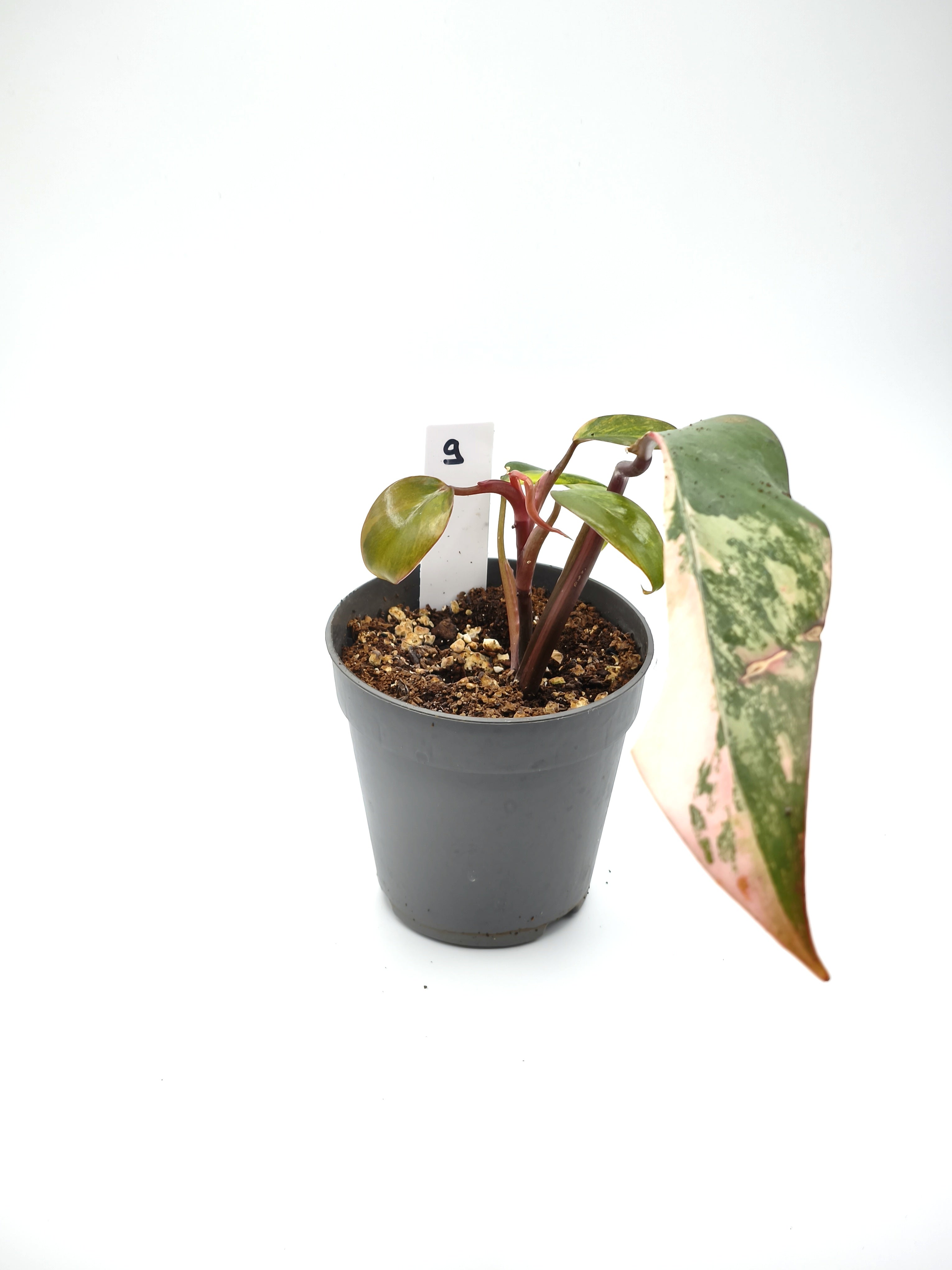 Philodendron Strawberry Shake