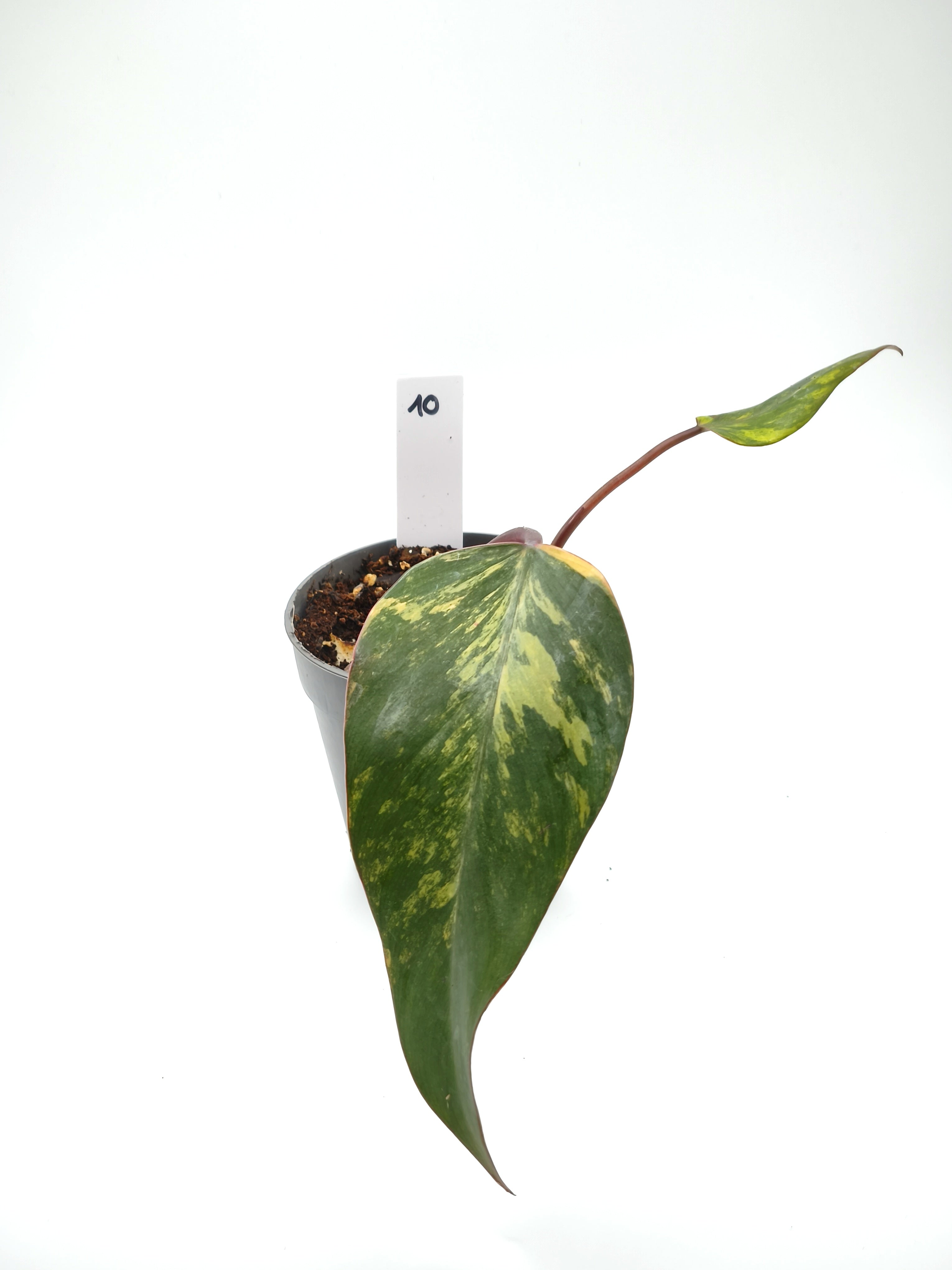 Philodendron Strawberry Shake