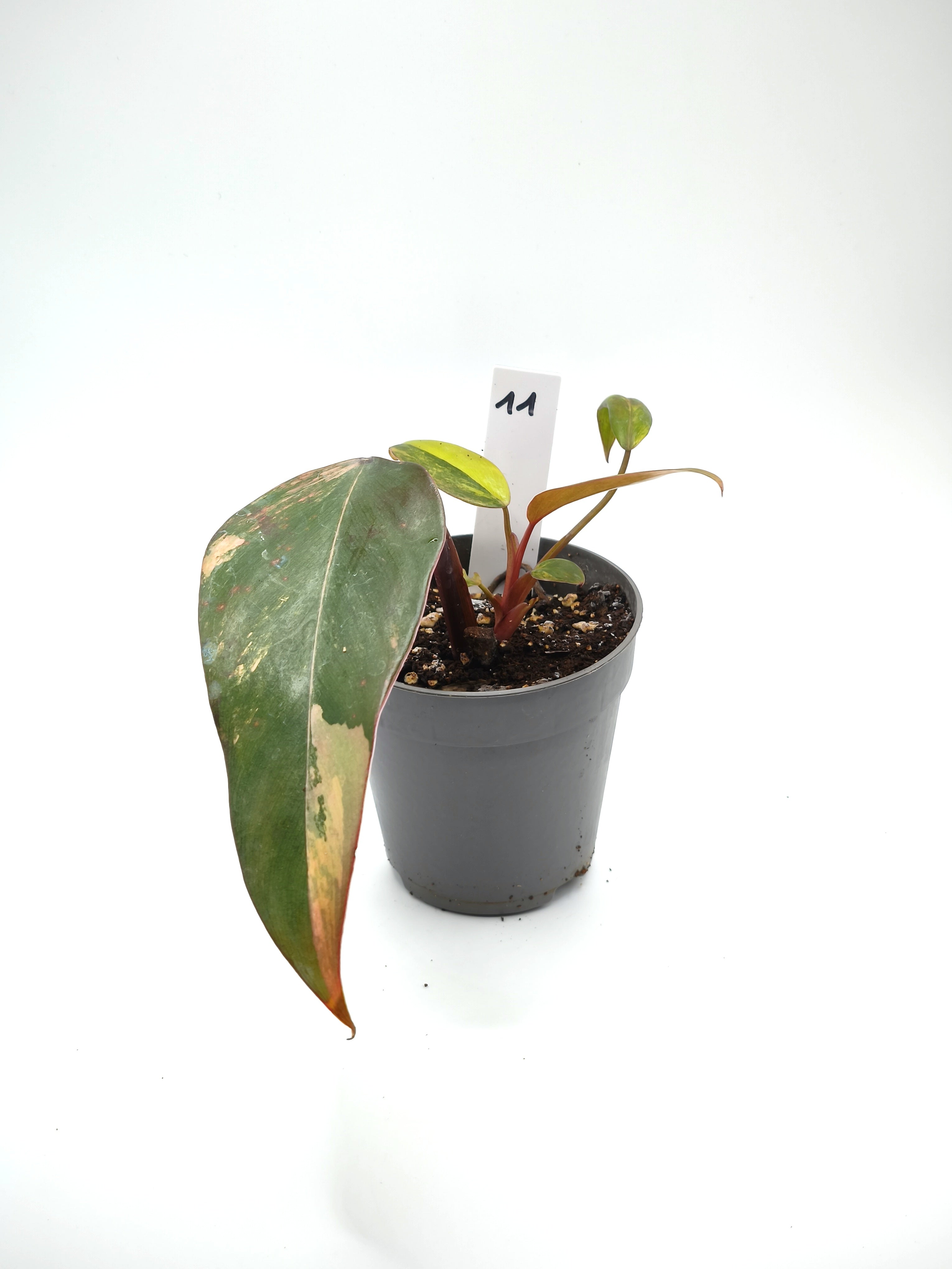 Philodendron Strawberry Shake