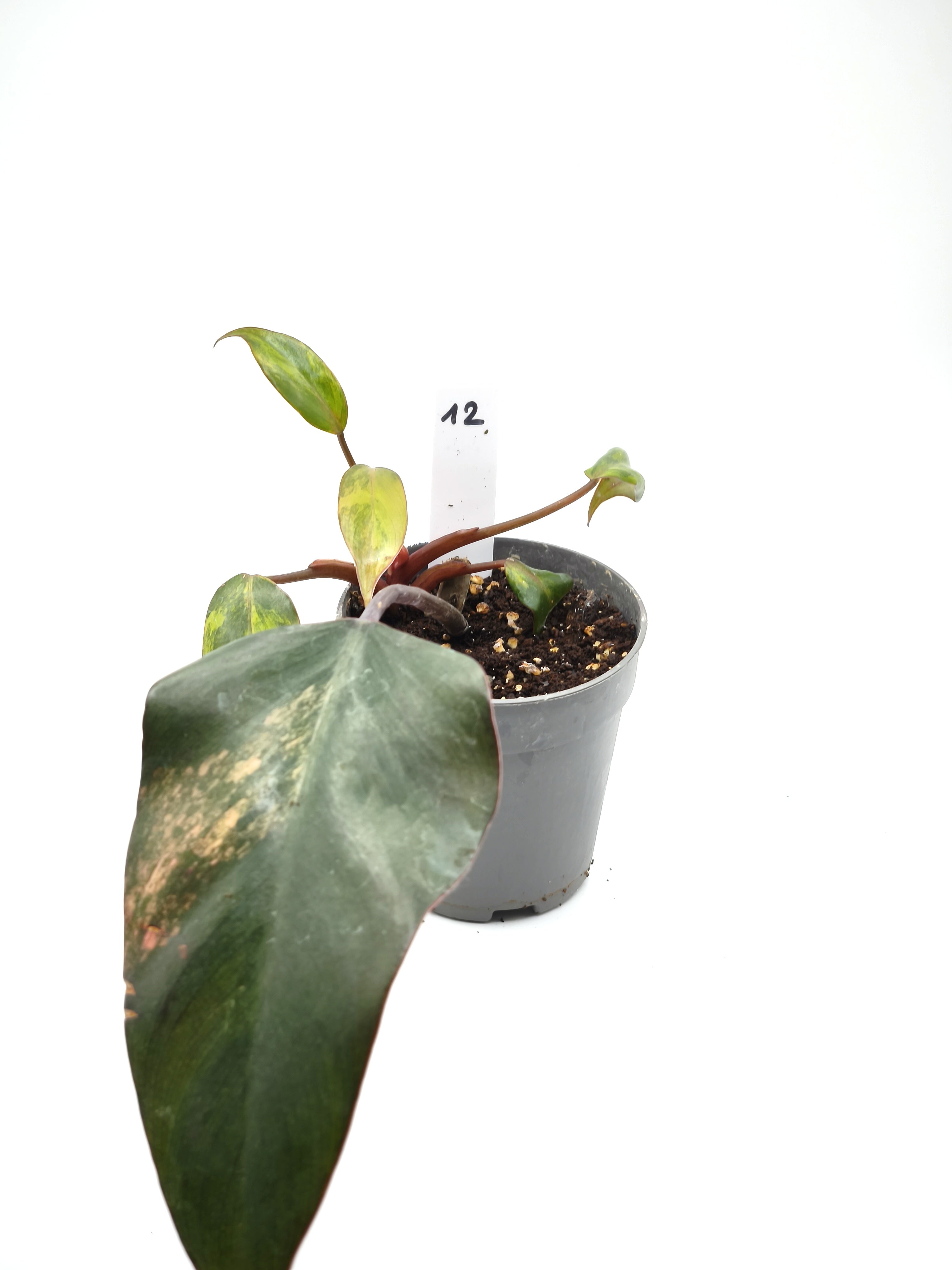 Philodendron Strawberry Shake