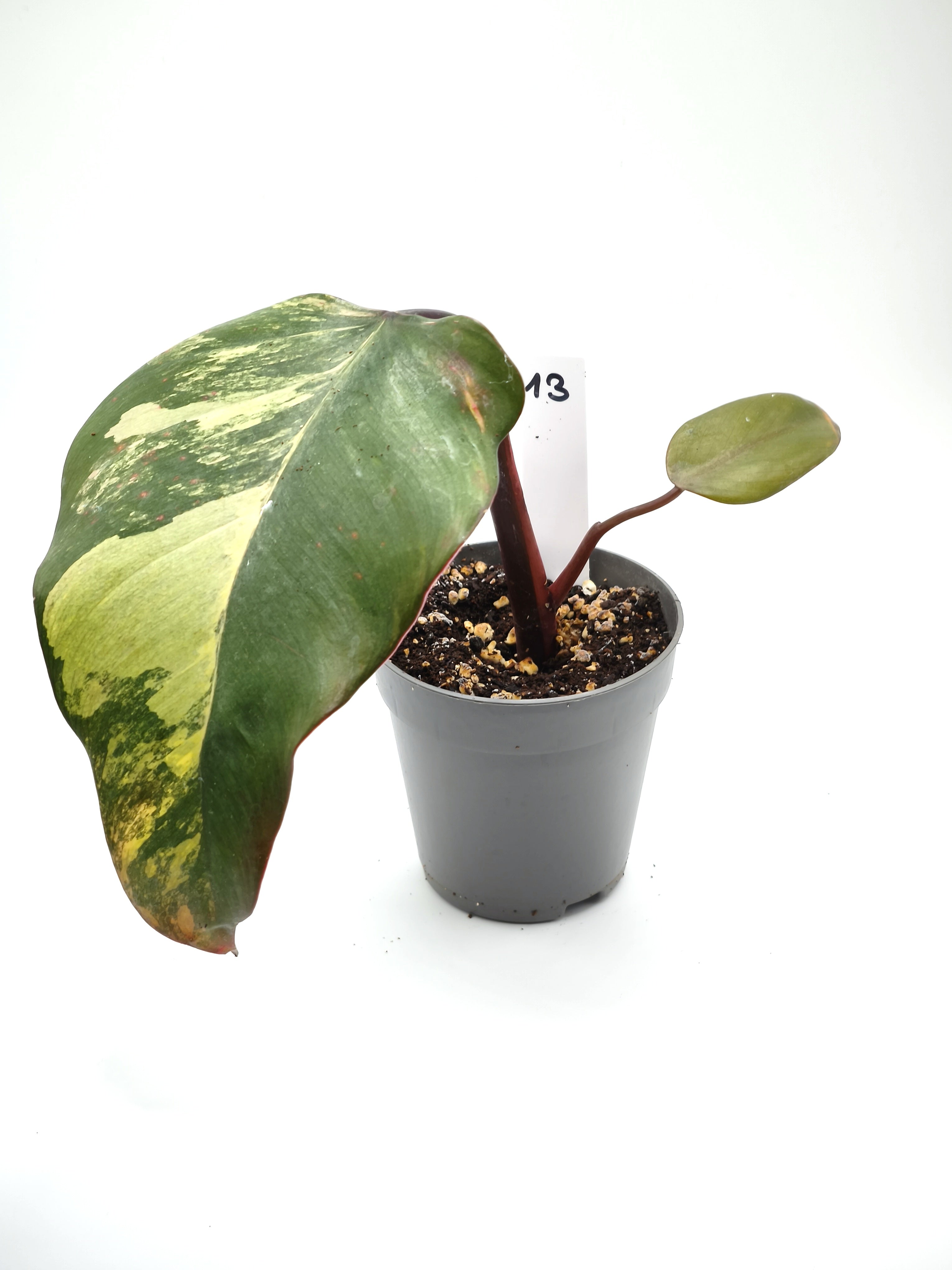 Philodendron Strawberry Shake