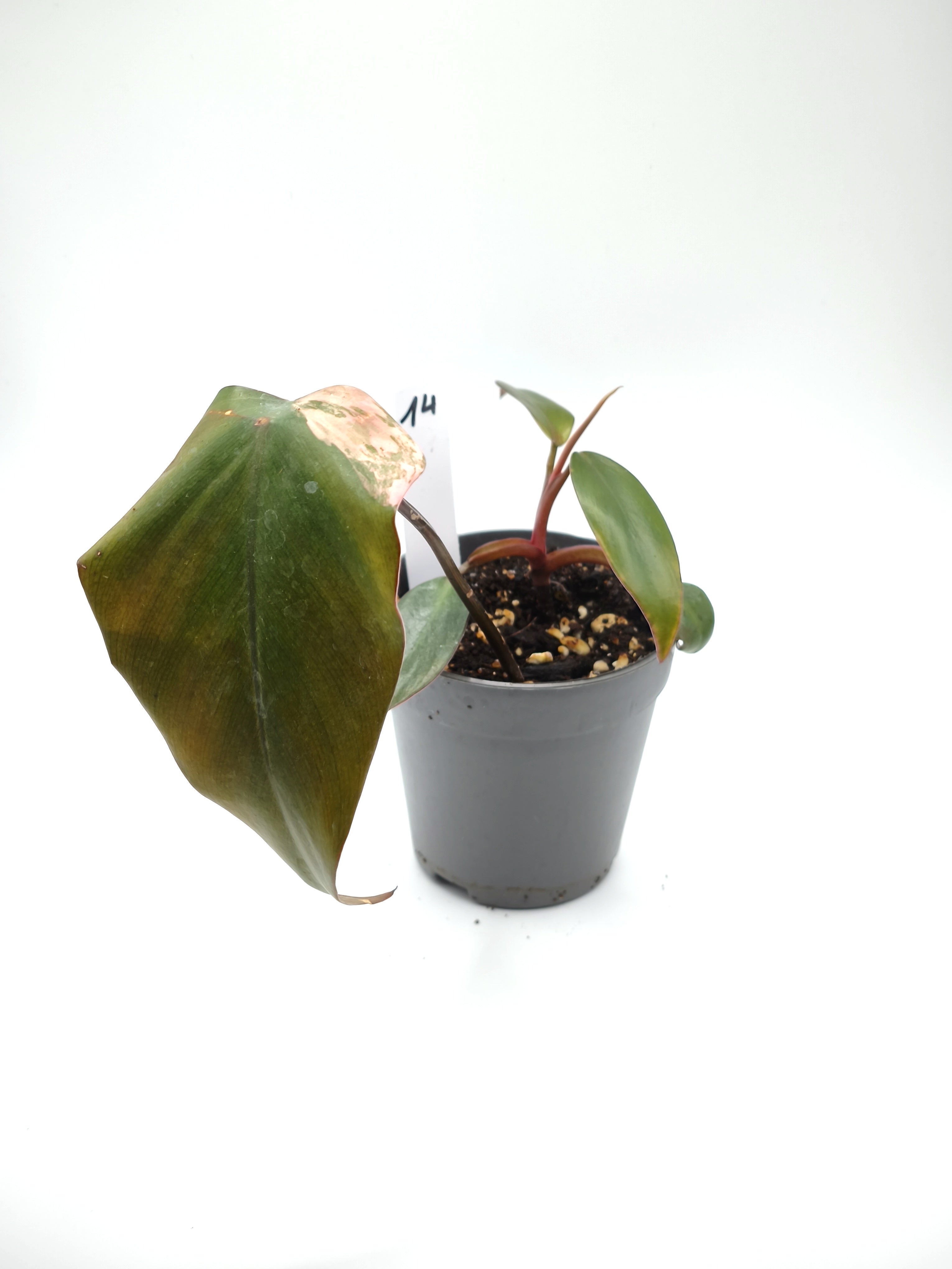 Philodendron Strawberry Shake