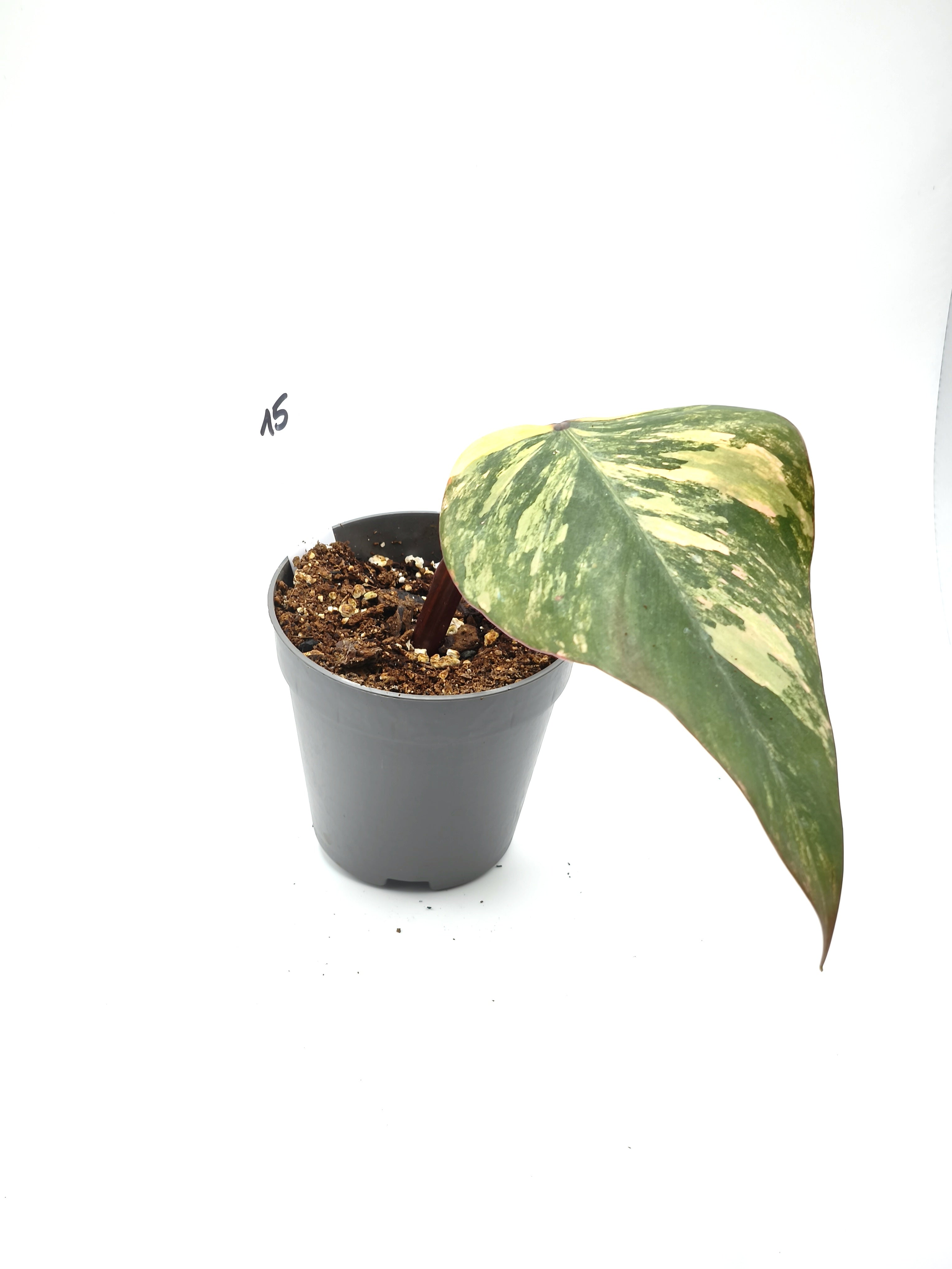 Philodendron Strawberry Shake