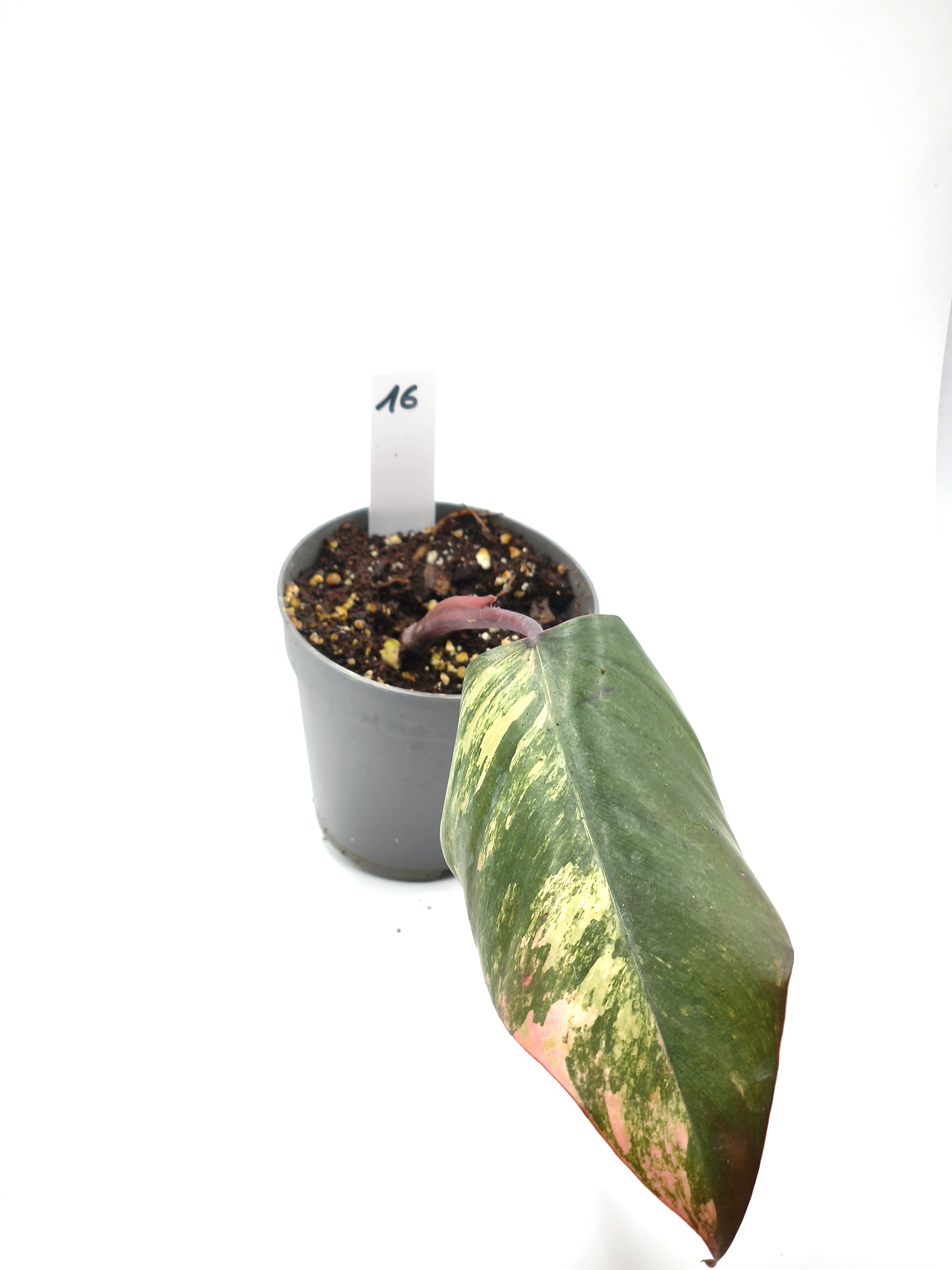 Philodendron Strawberry Shake