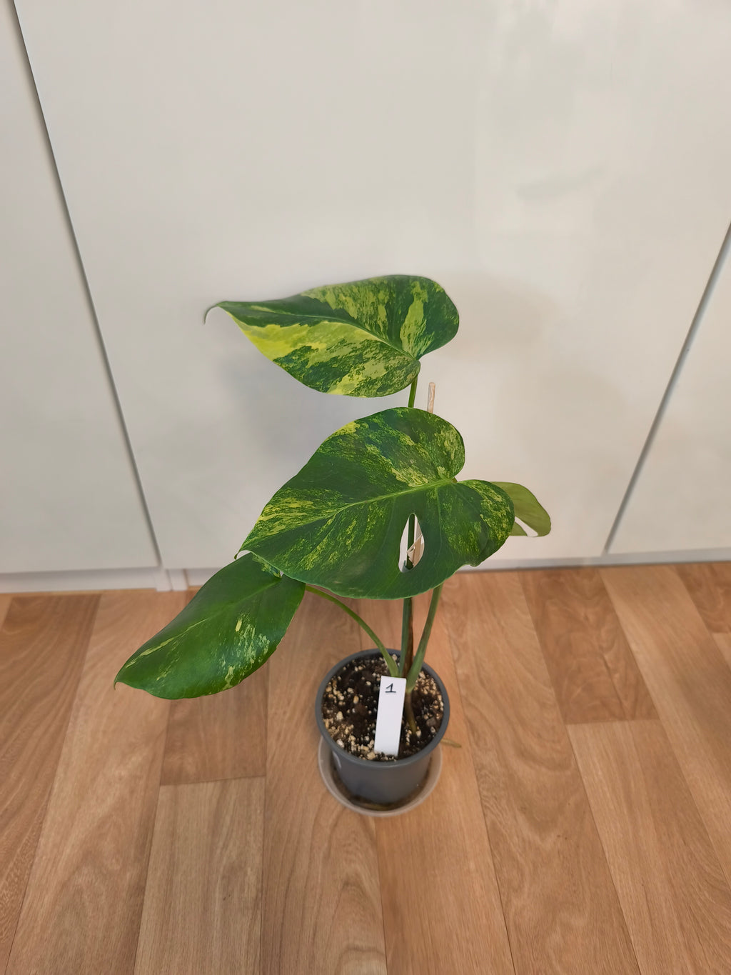 Monstera Aurea Variegata
