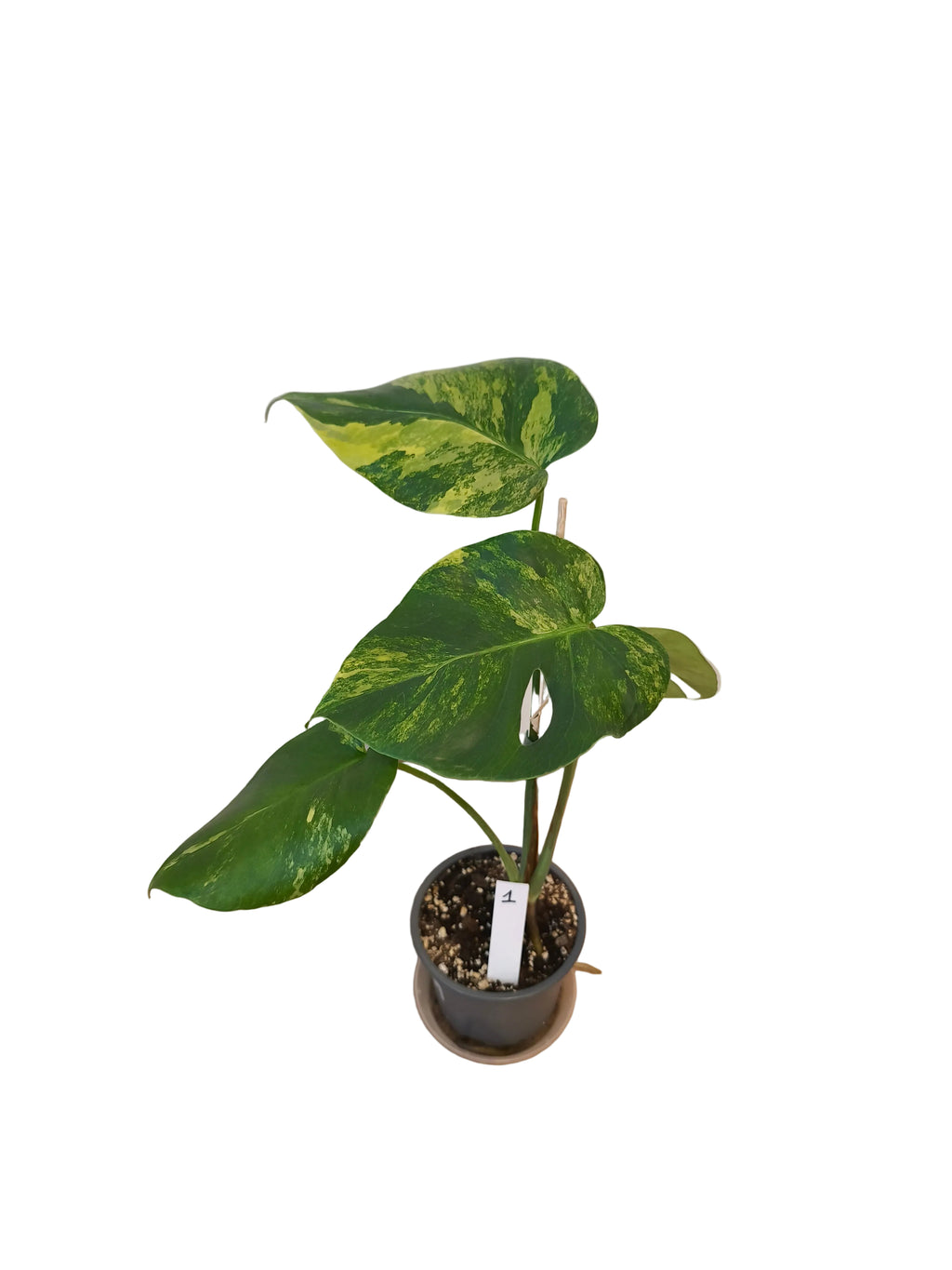 Monstera Aurea Variegata