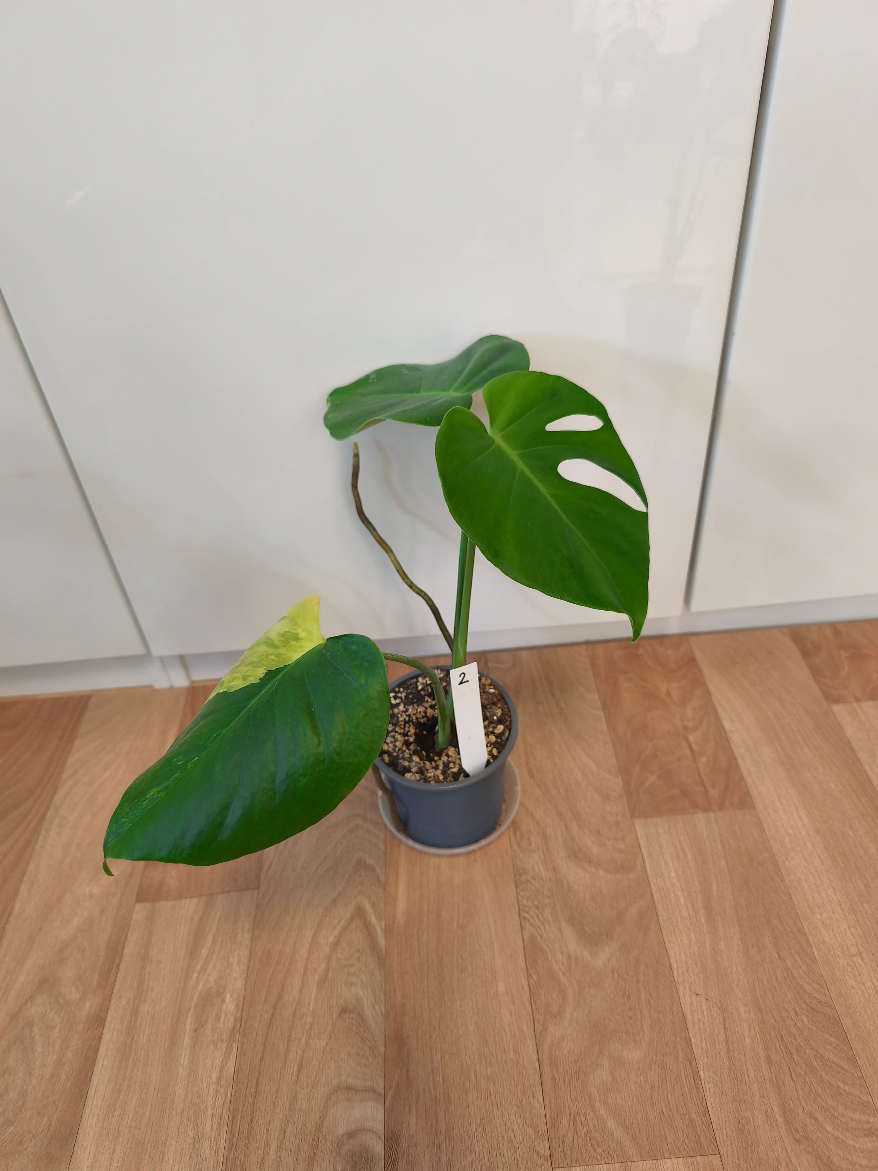 Monstera Aurea Variegata