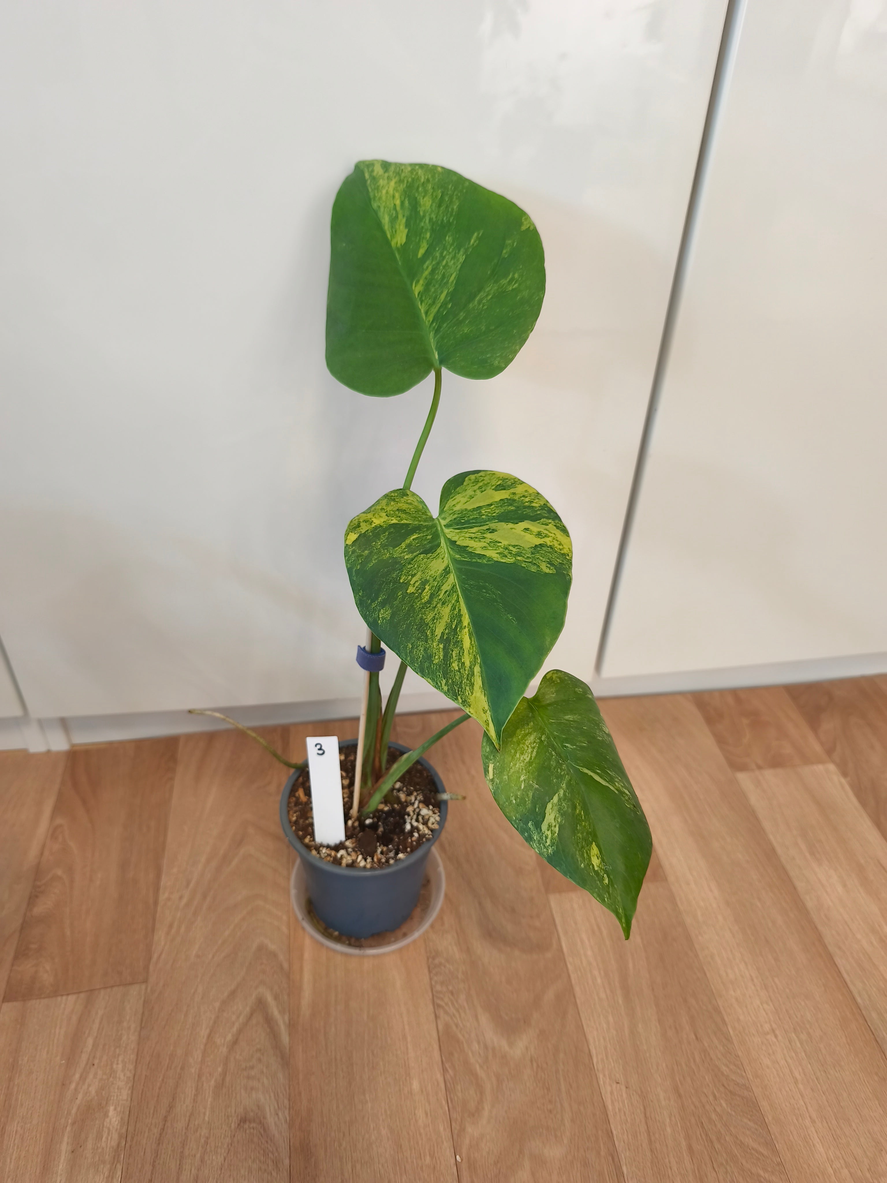 Monstera Aurea Variegata