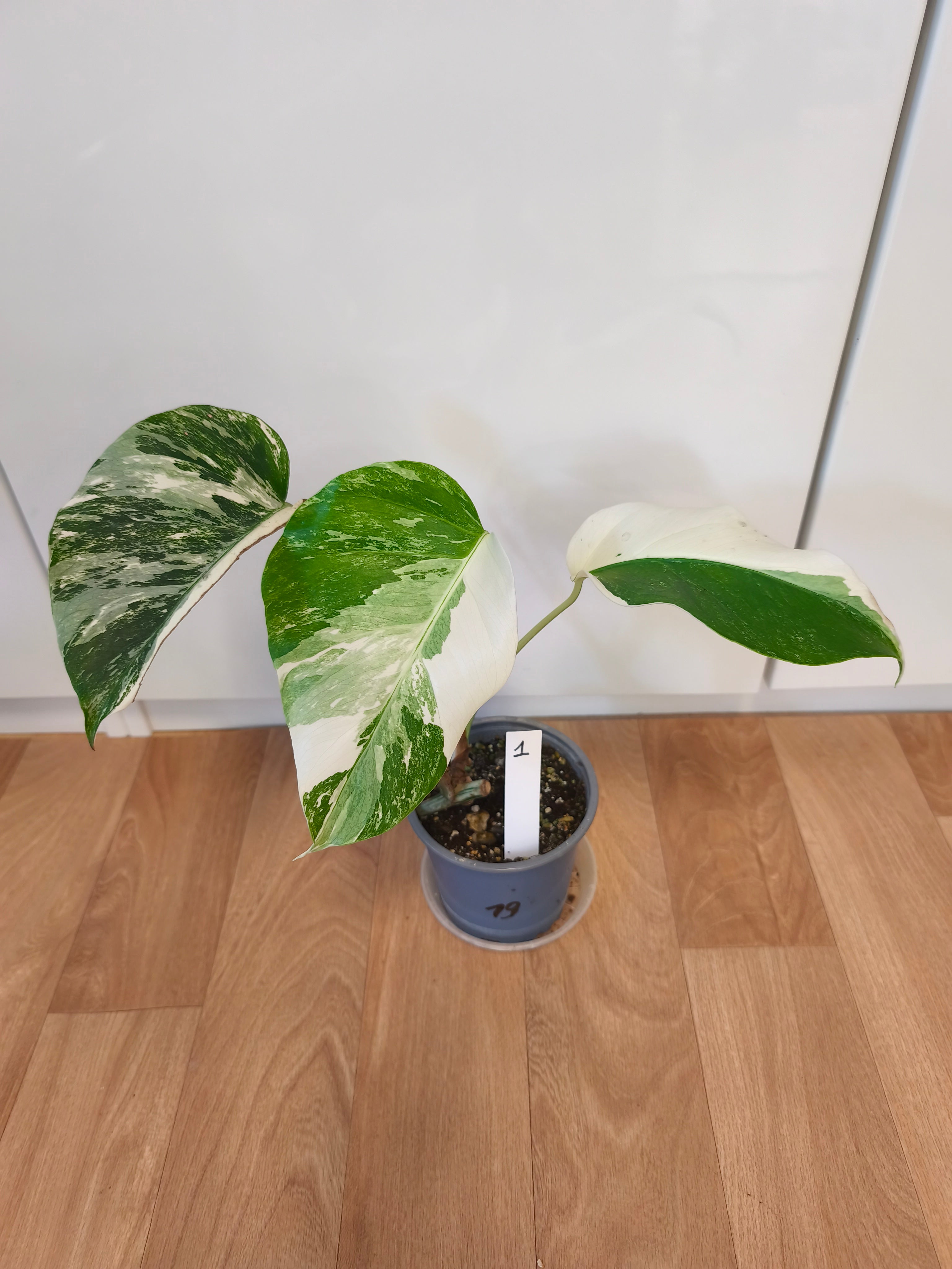 Monstera Albo Variegata