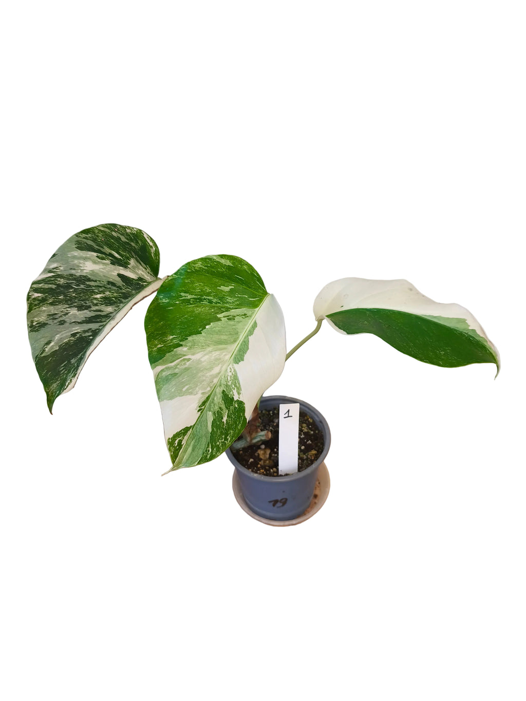 Monstera Albo Variegata