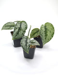 Scindapsus Silver Queen