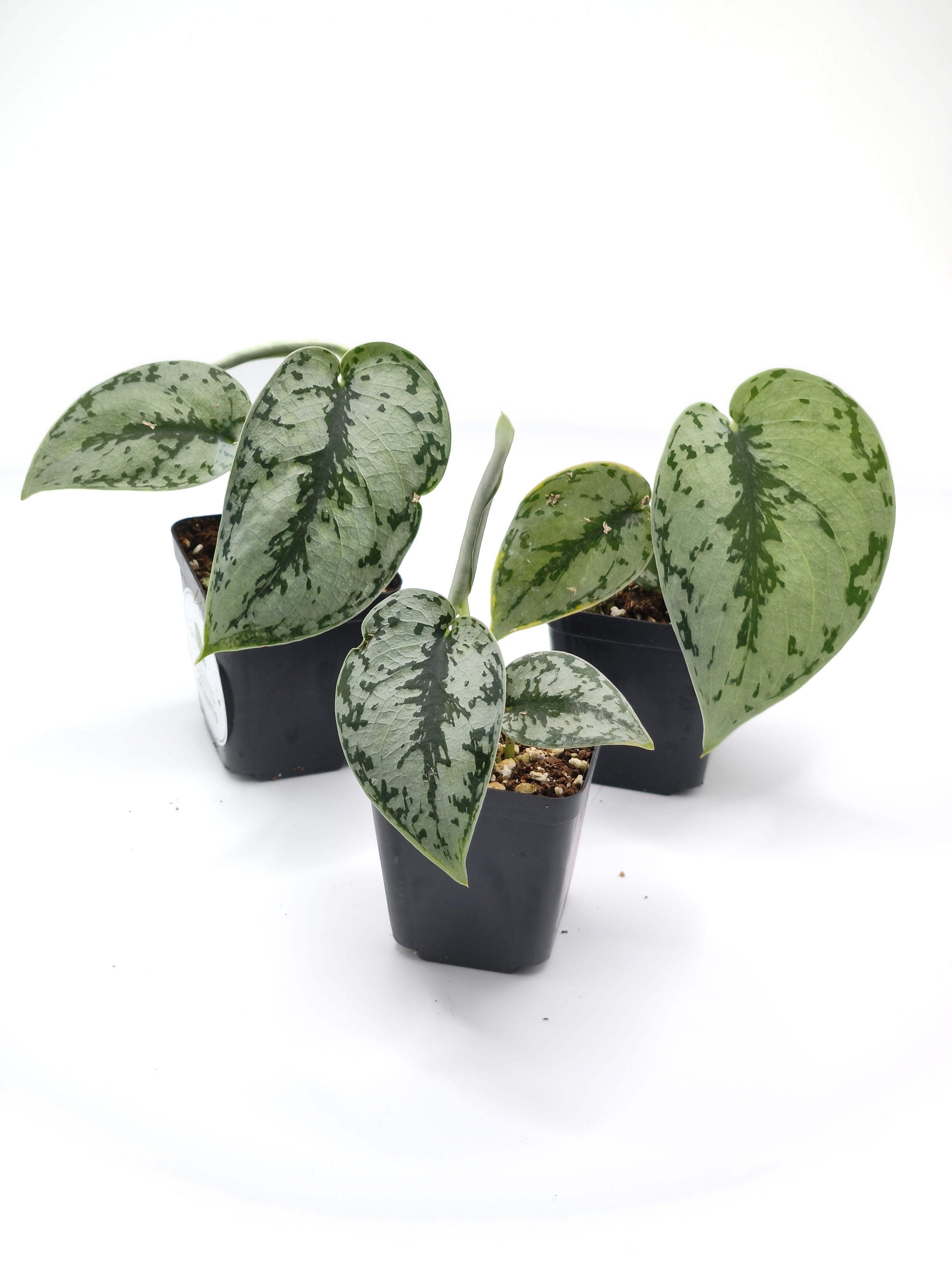 Scindapsus Silver Queen