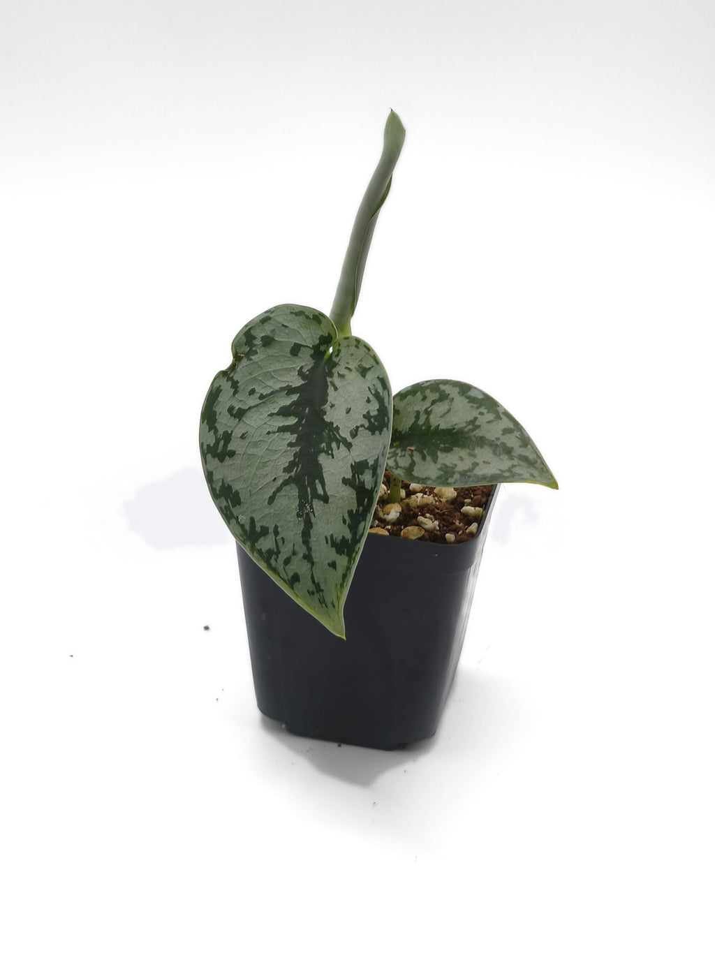 Scindapsus Silver Queen