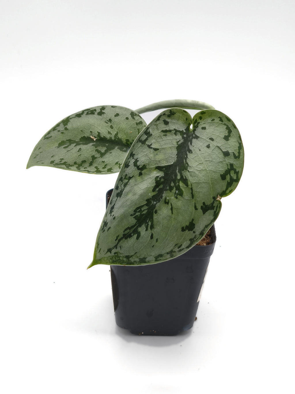 Scindapsus Silver Queen