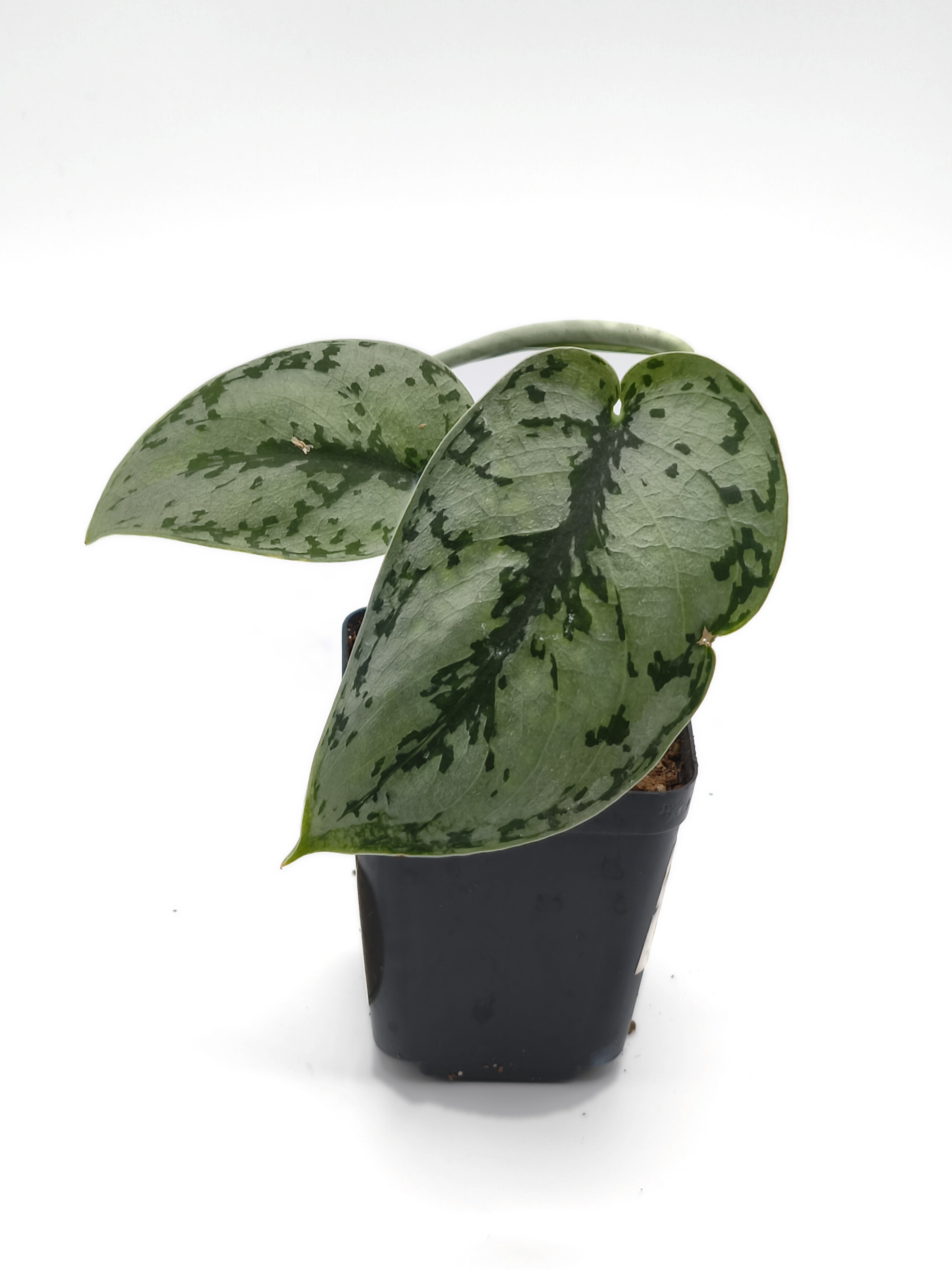 Scindapsus Silver Queen