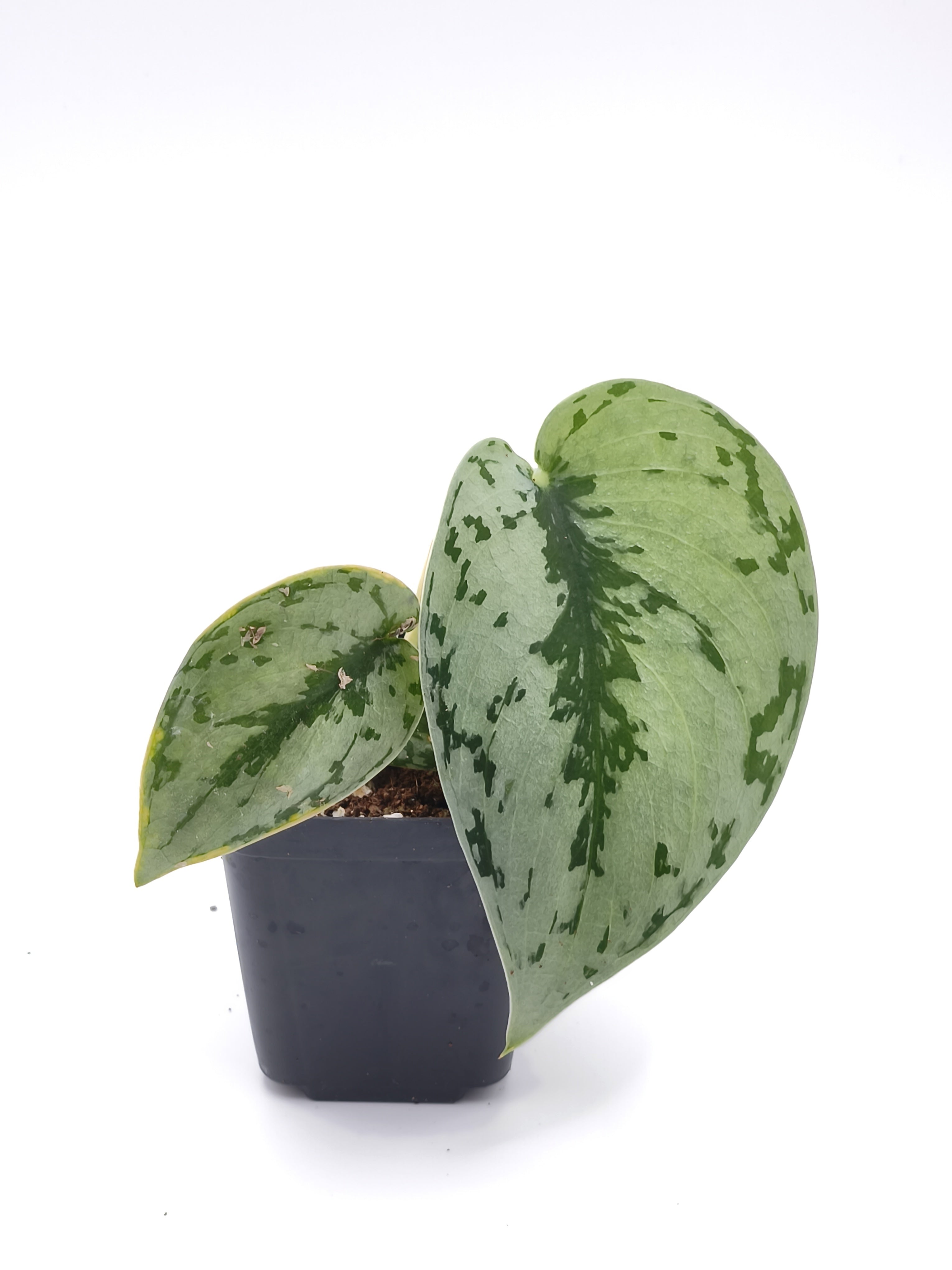 Scindapsus Silver Queen