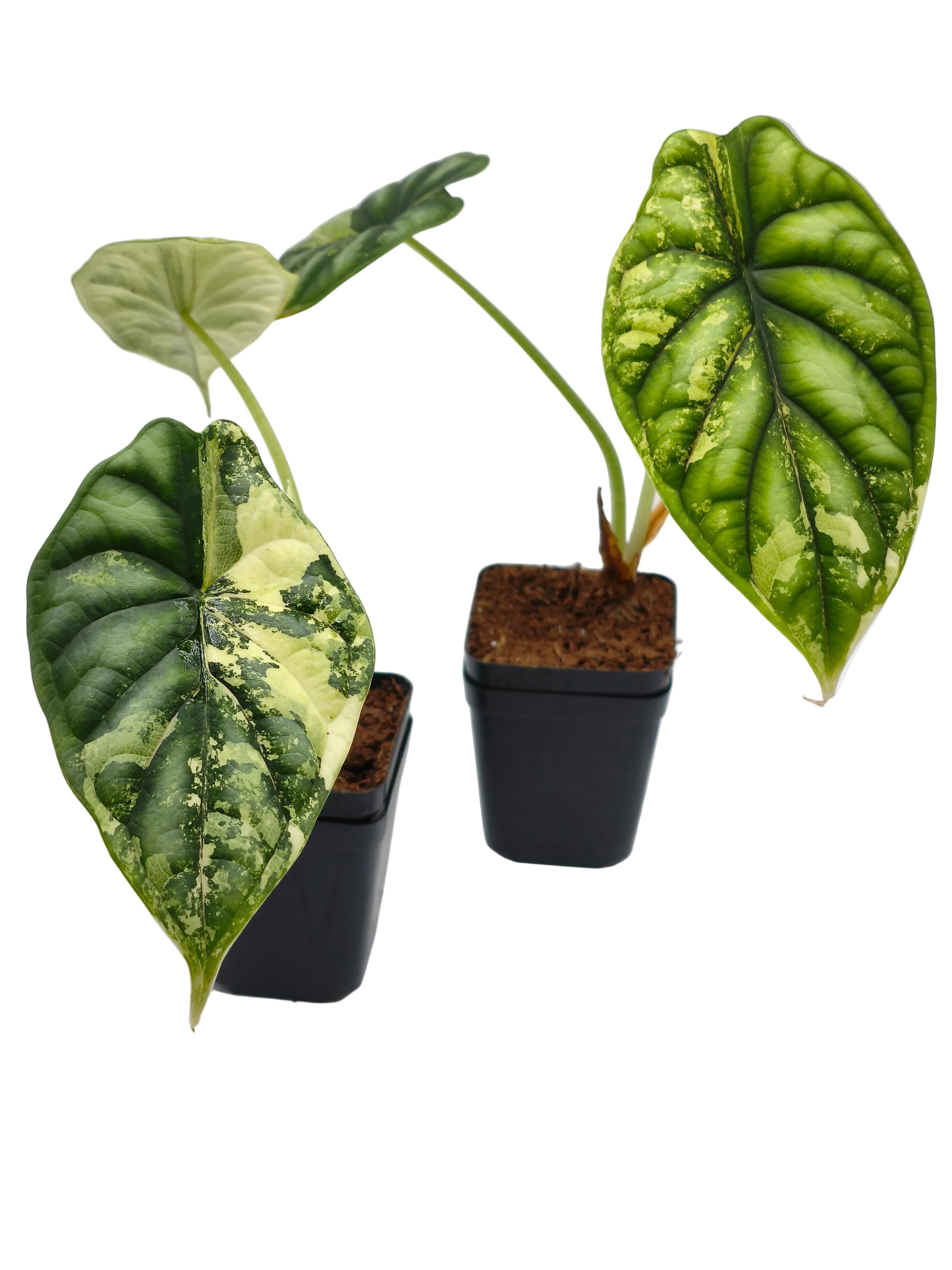 Alocasia Dragon Scale Aurea Variegata