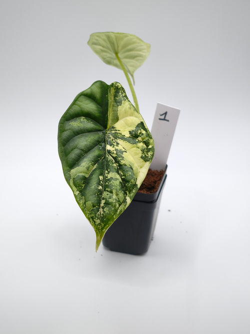 Alocasia Dragon Scale Aurea Variegata
