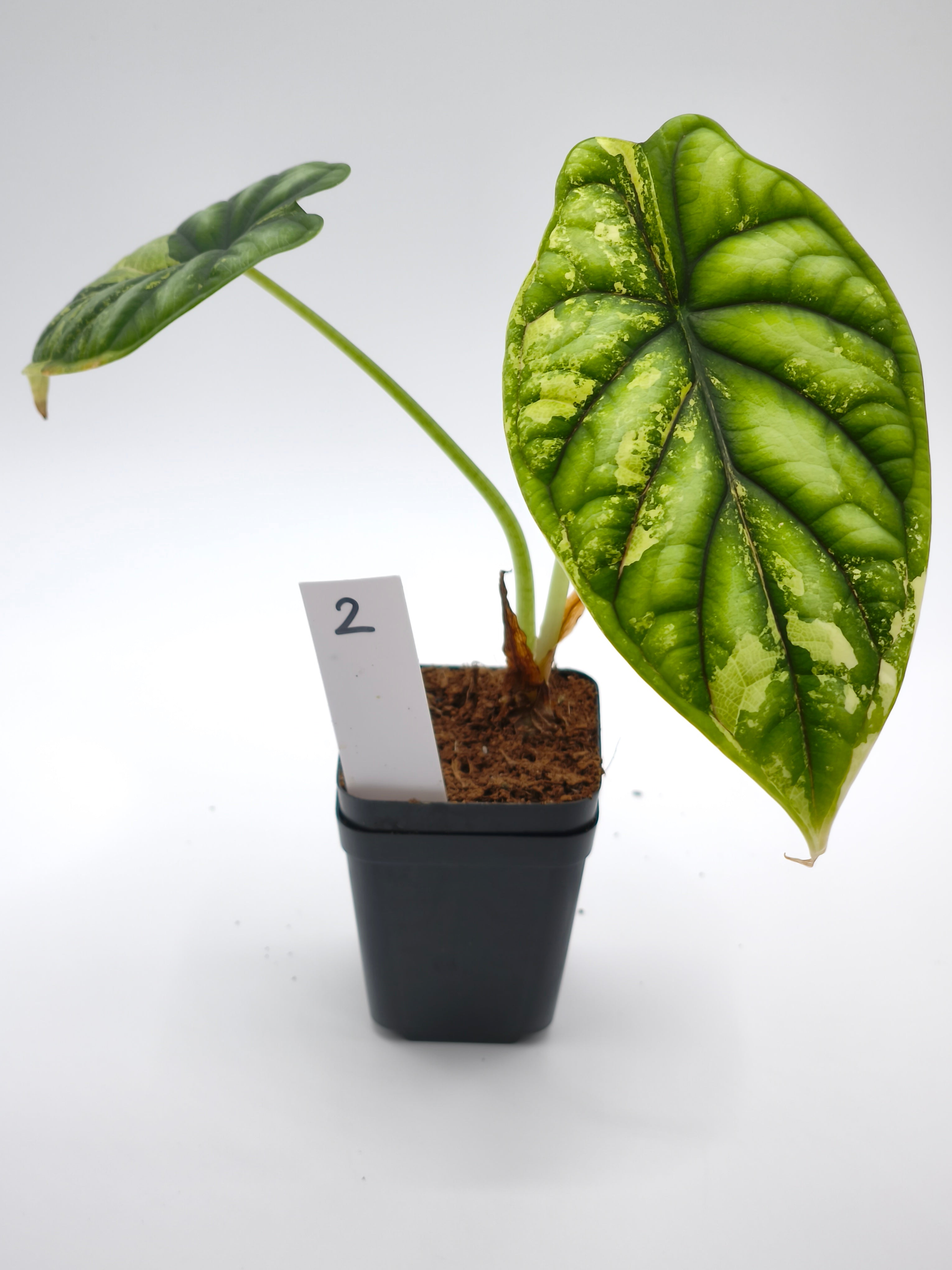 Alocasia Dragon Scale Aurea Variegata