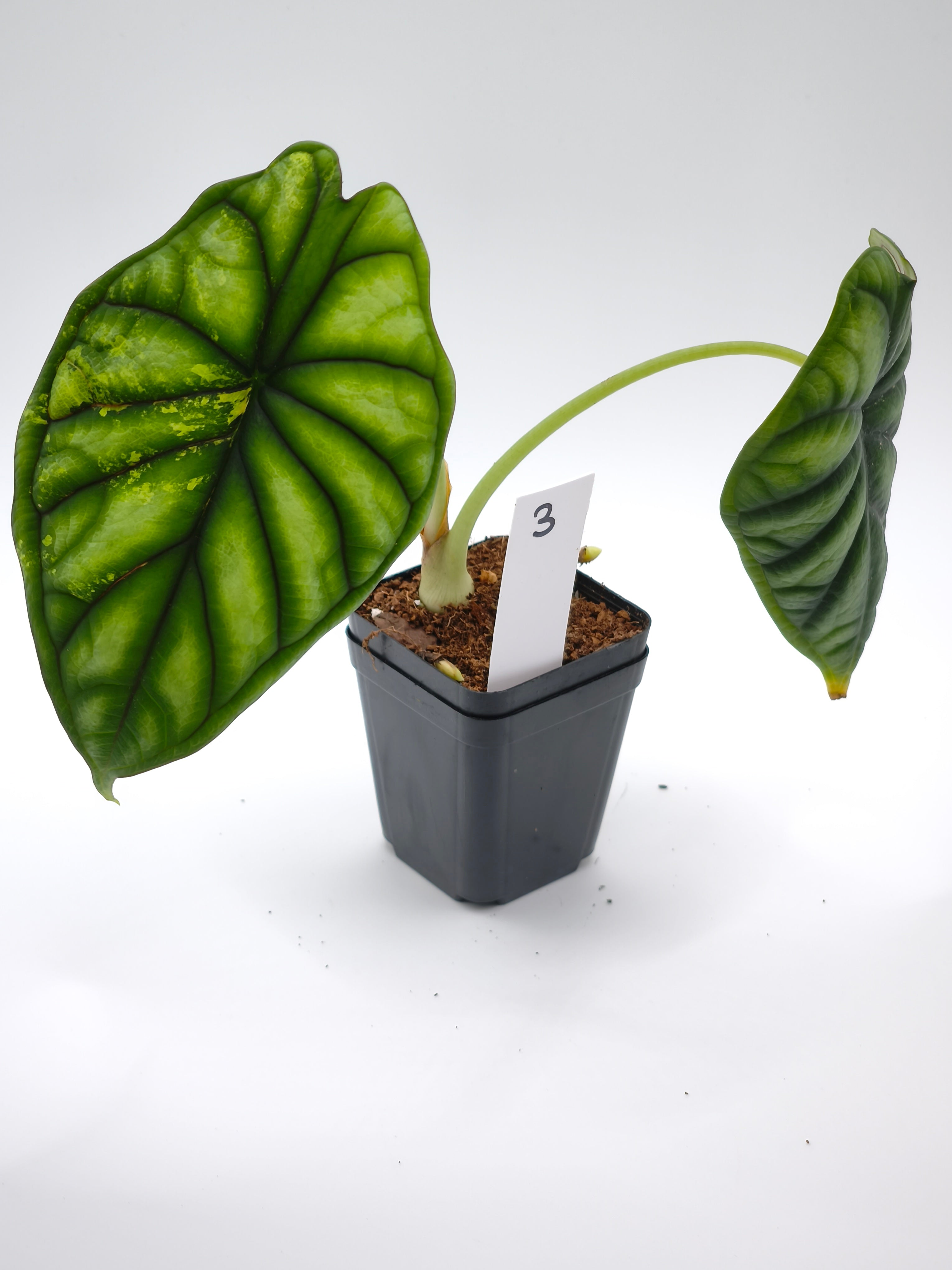 Alocasia Dragon Scale Aurea Variegata