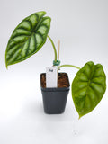 Alocasia Dragon Scale Aurea Variegata