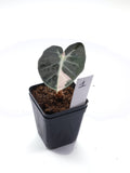 Alocasia Heart Balloon Pink Variegata