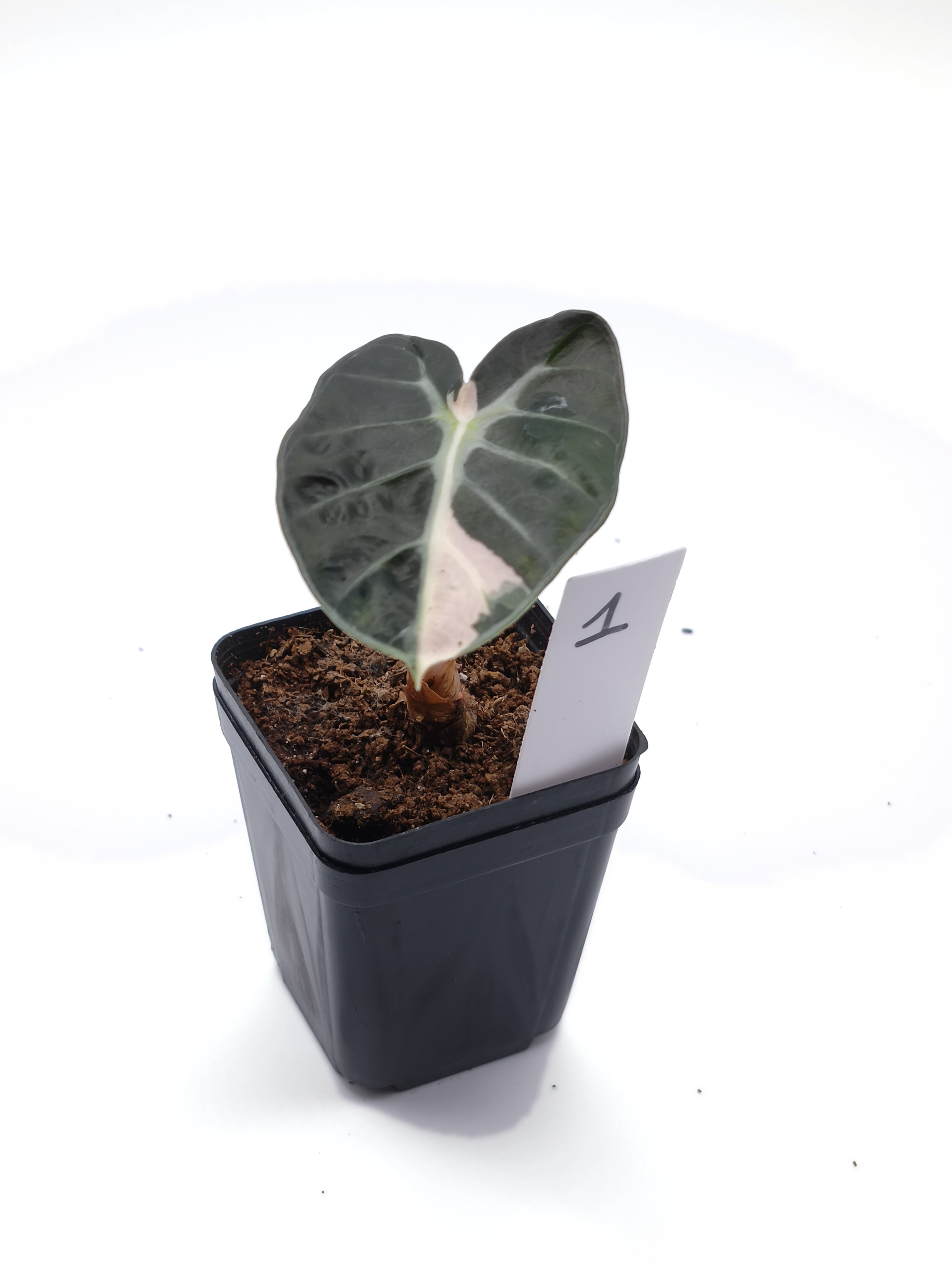 Alocasia Heart Balloon Pink Variegata