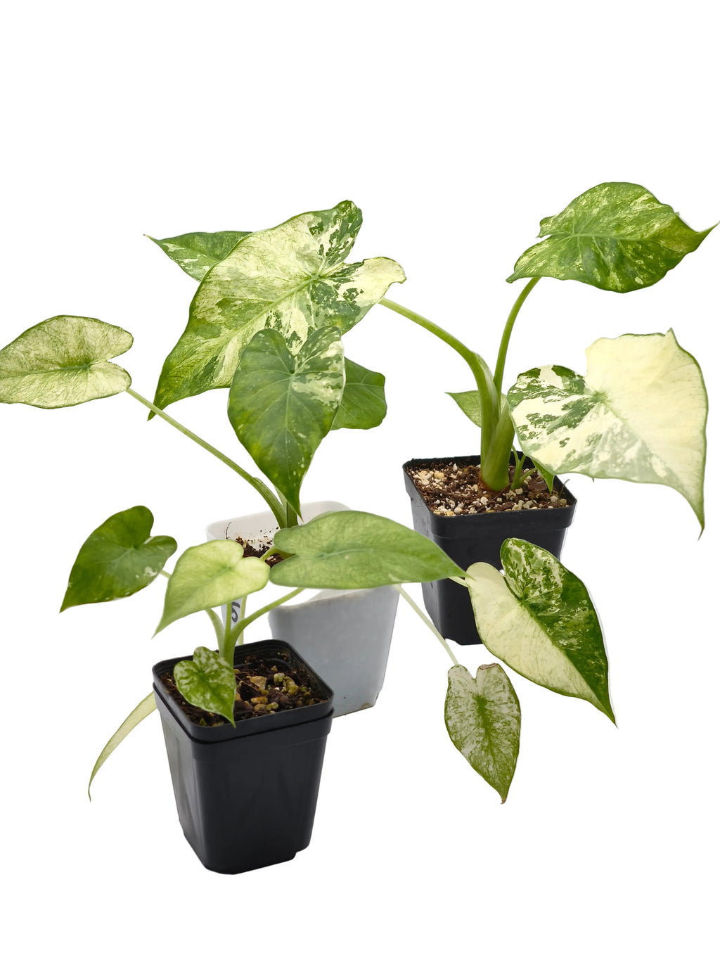 Alocasia Gageana Albo Variegata