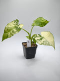 Alocasia Gageana Albo Variegata