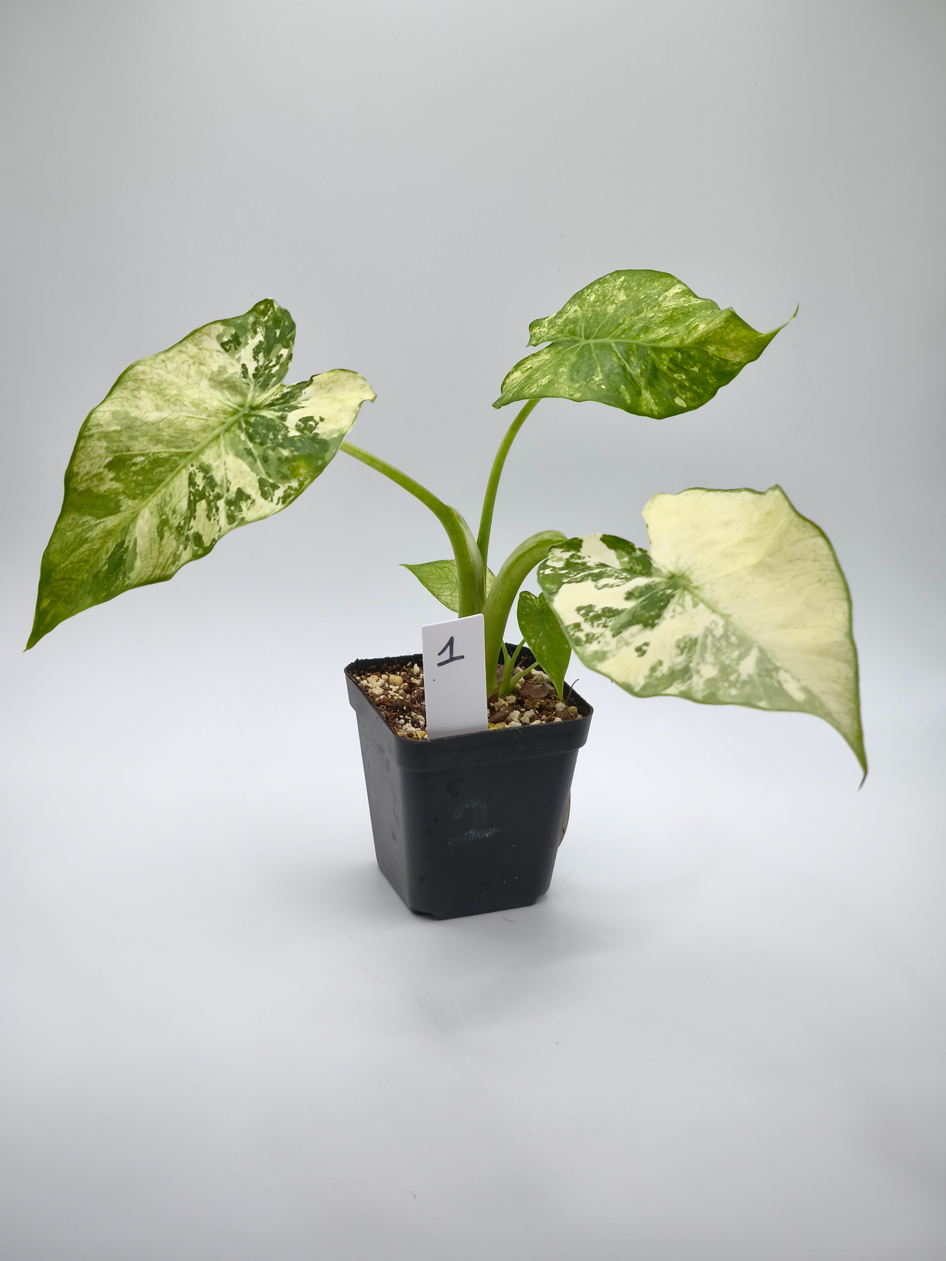 Alocasia Gageana Albo Variegata