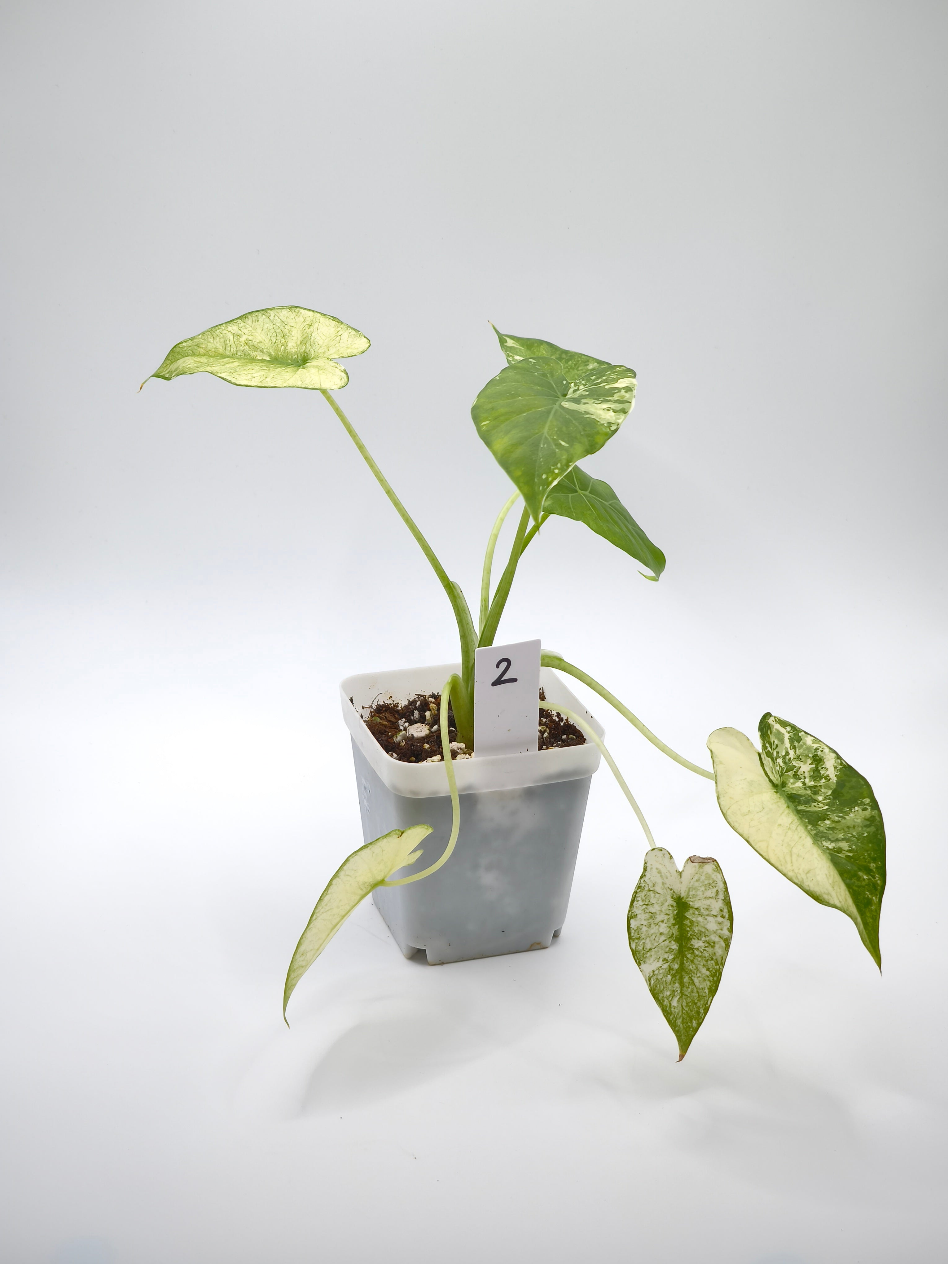 Alocasia Gageana Albo Variegata