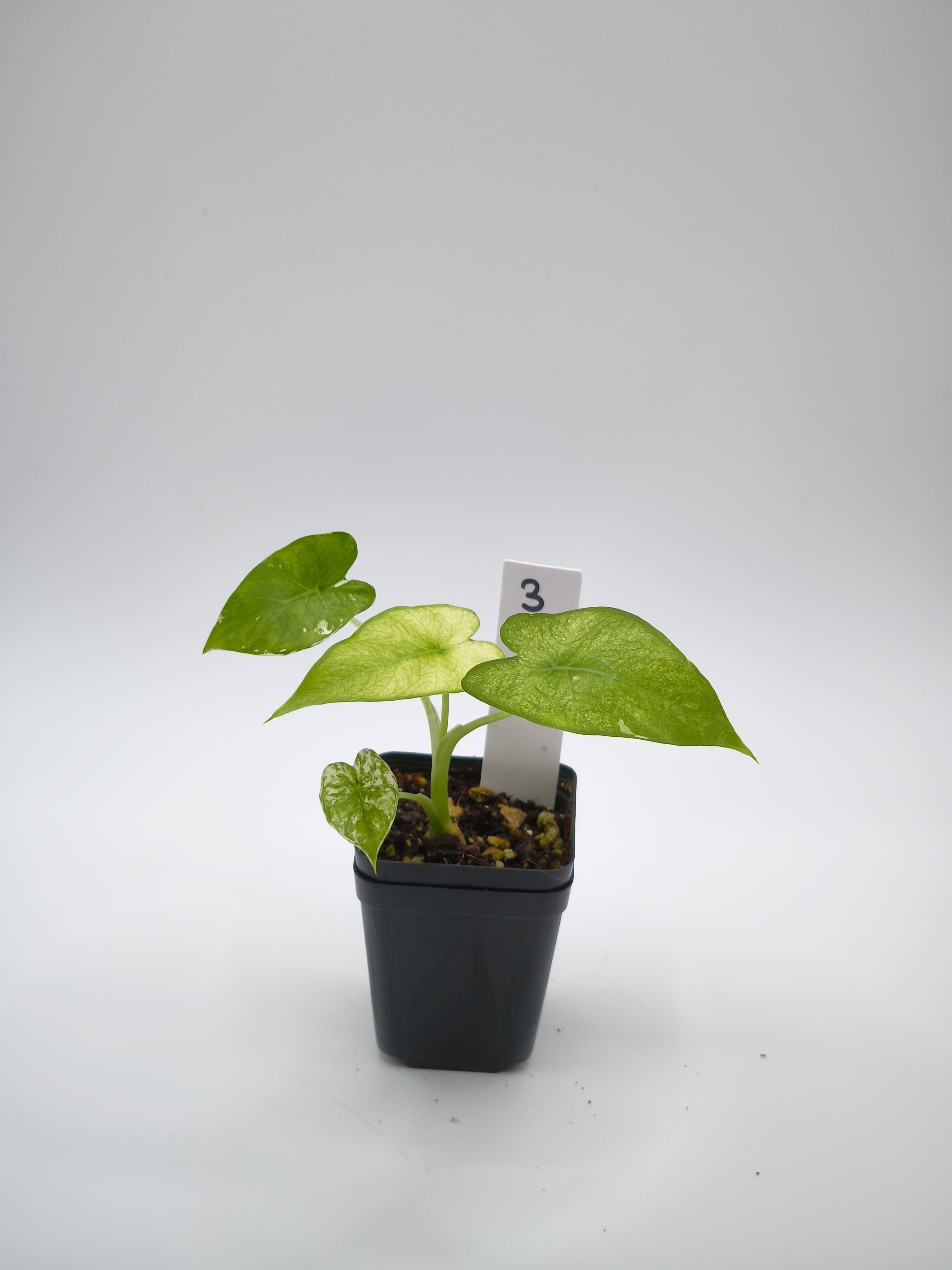 Alocasia Gageana Albo Variegata