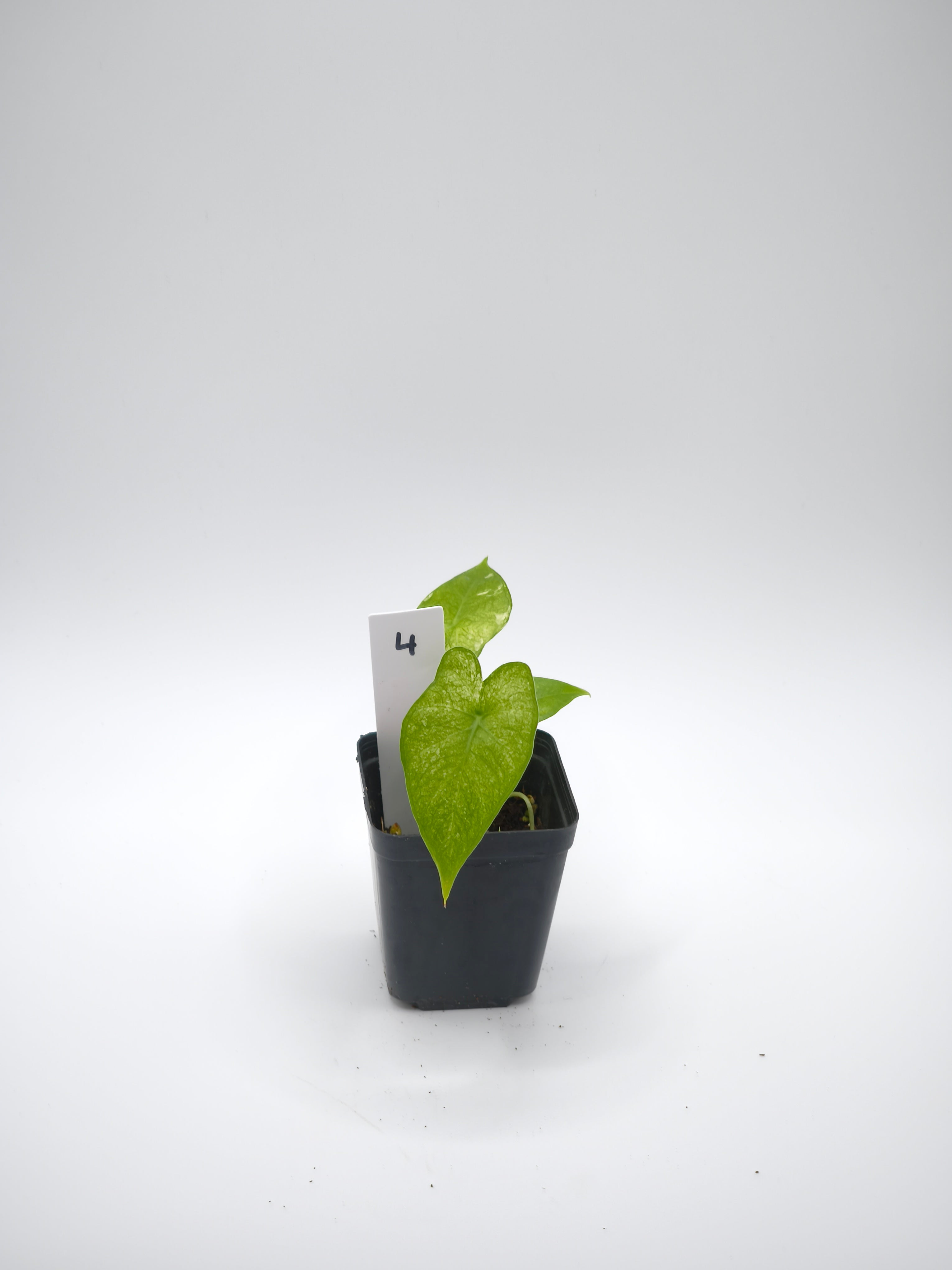 Alocasia Gageana Albo Variegata