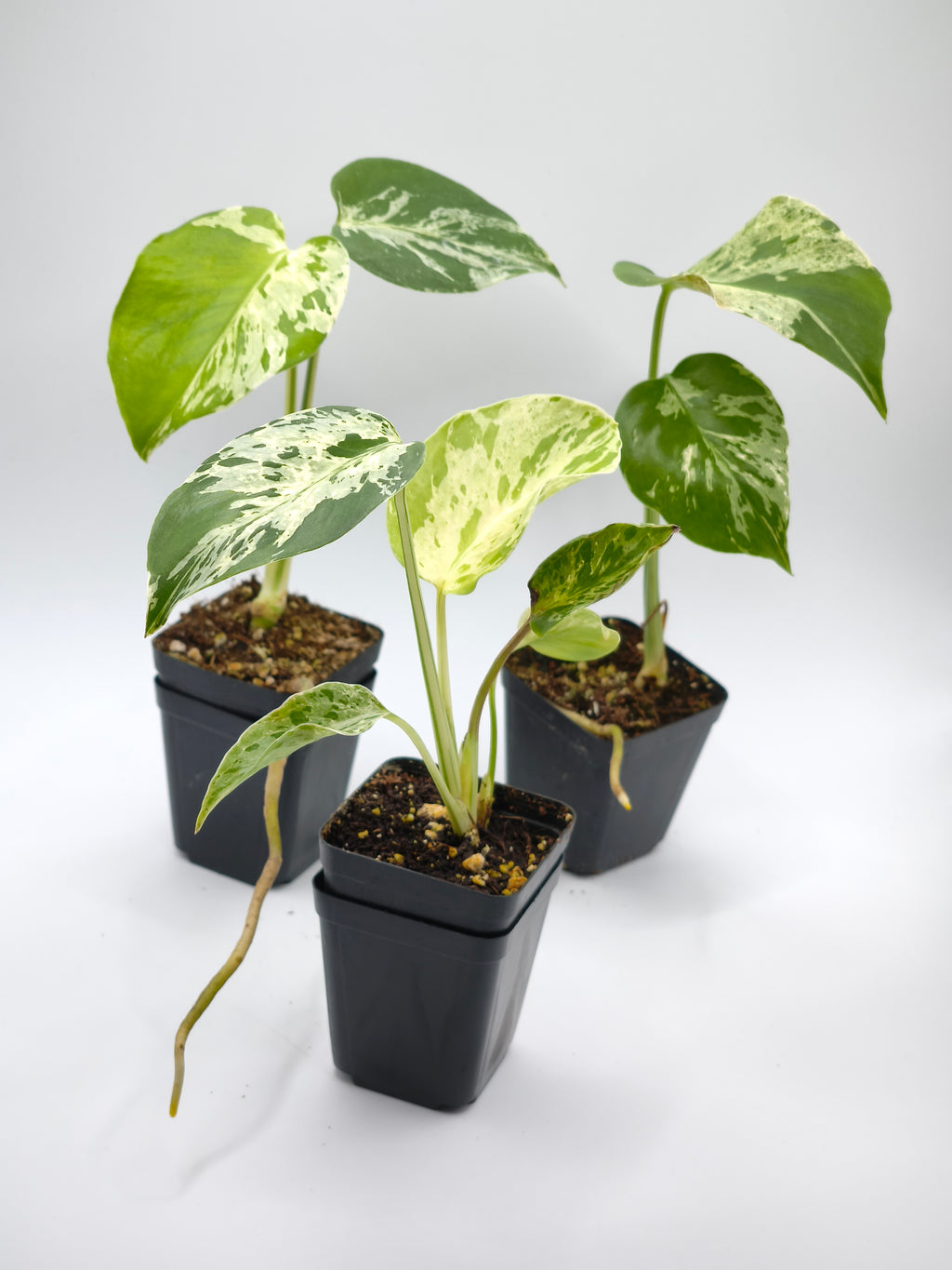 Monstera Bulbasaur