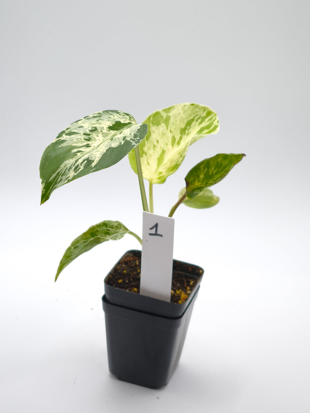 Monstera Bulbasaur
