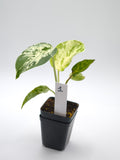 Monstera Bulbasaur
